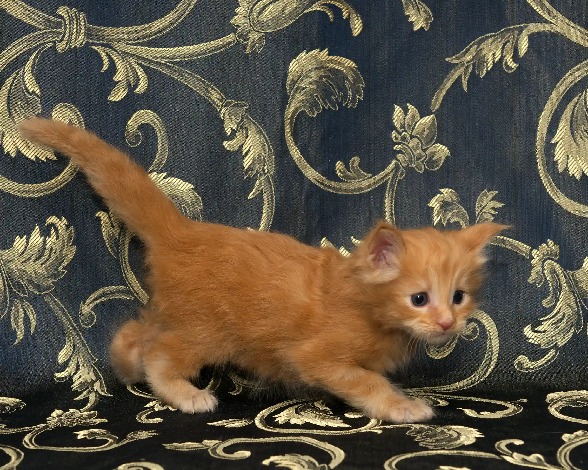Orange classic tabby Maine Coon kitten Sunny of DLuxxy