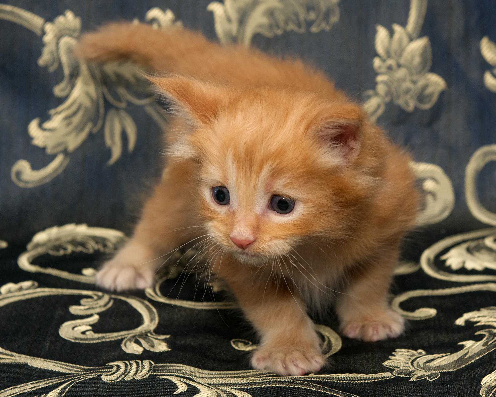 Orange classic tabby Maine Coon kitten Sunny of DLuxxy