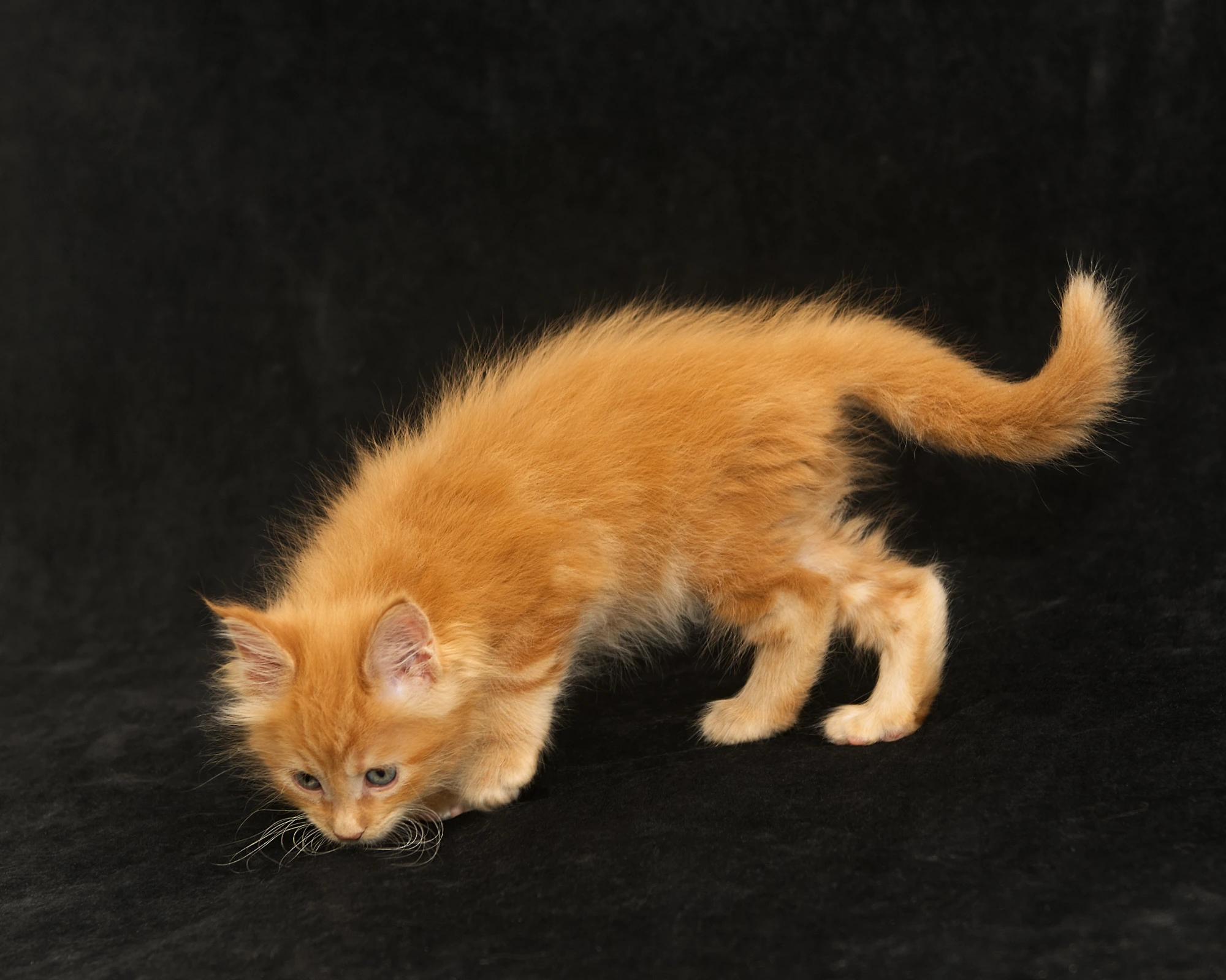Orange classic tabby Maine Coon kitten Sunny of DLuxxy