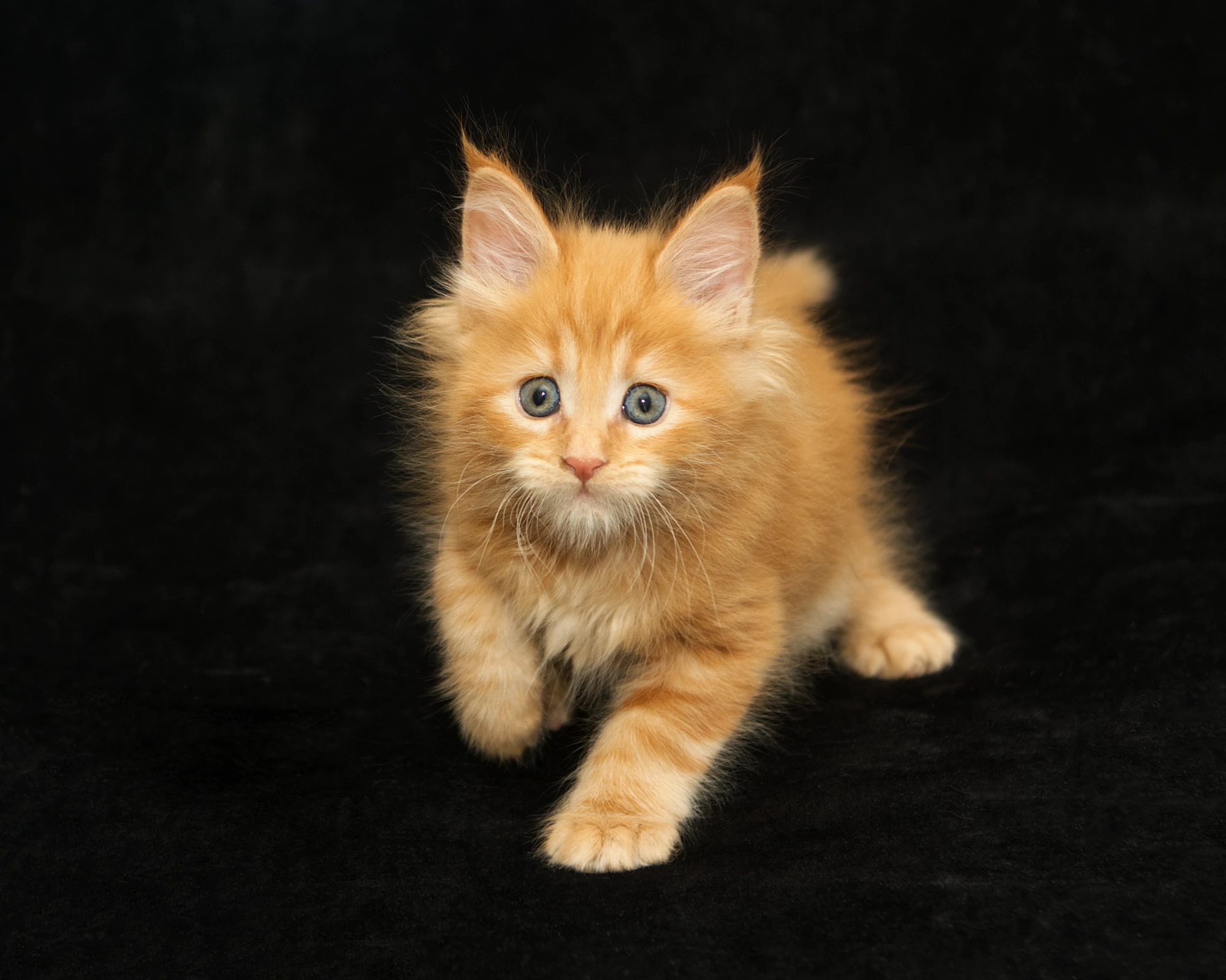 Orange classic tabby Maine Coon kitten Sunny of DLuxxy
