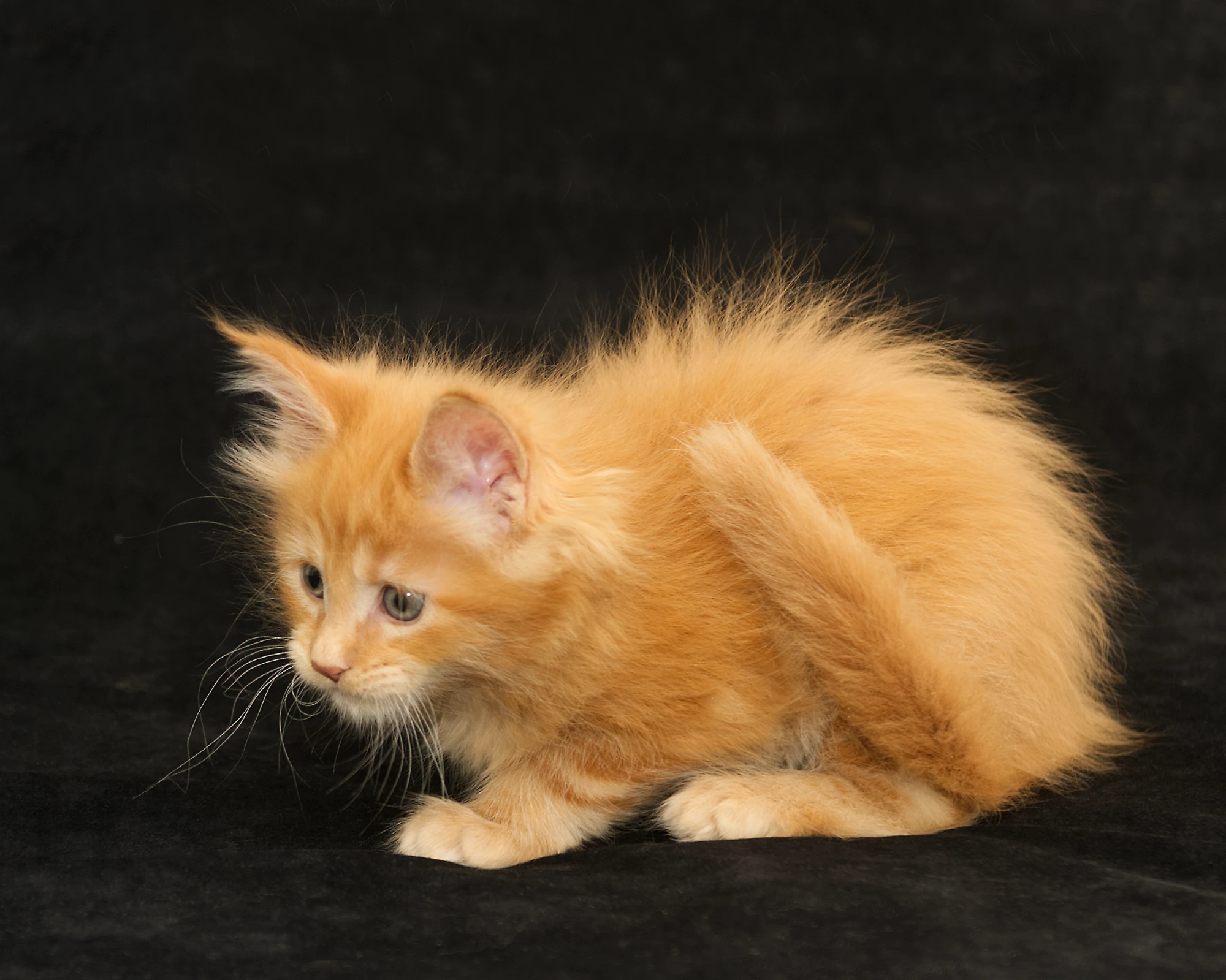 Orange classic tabby Maine Coon kitten Sunny of DLuxxy