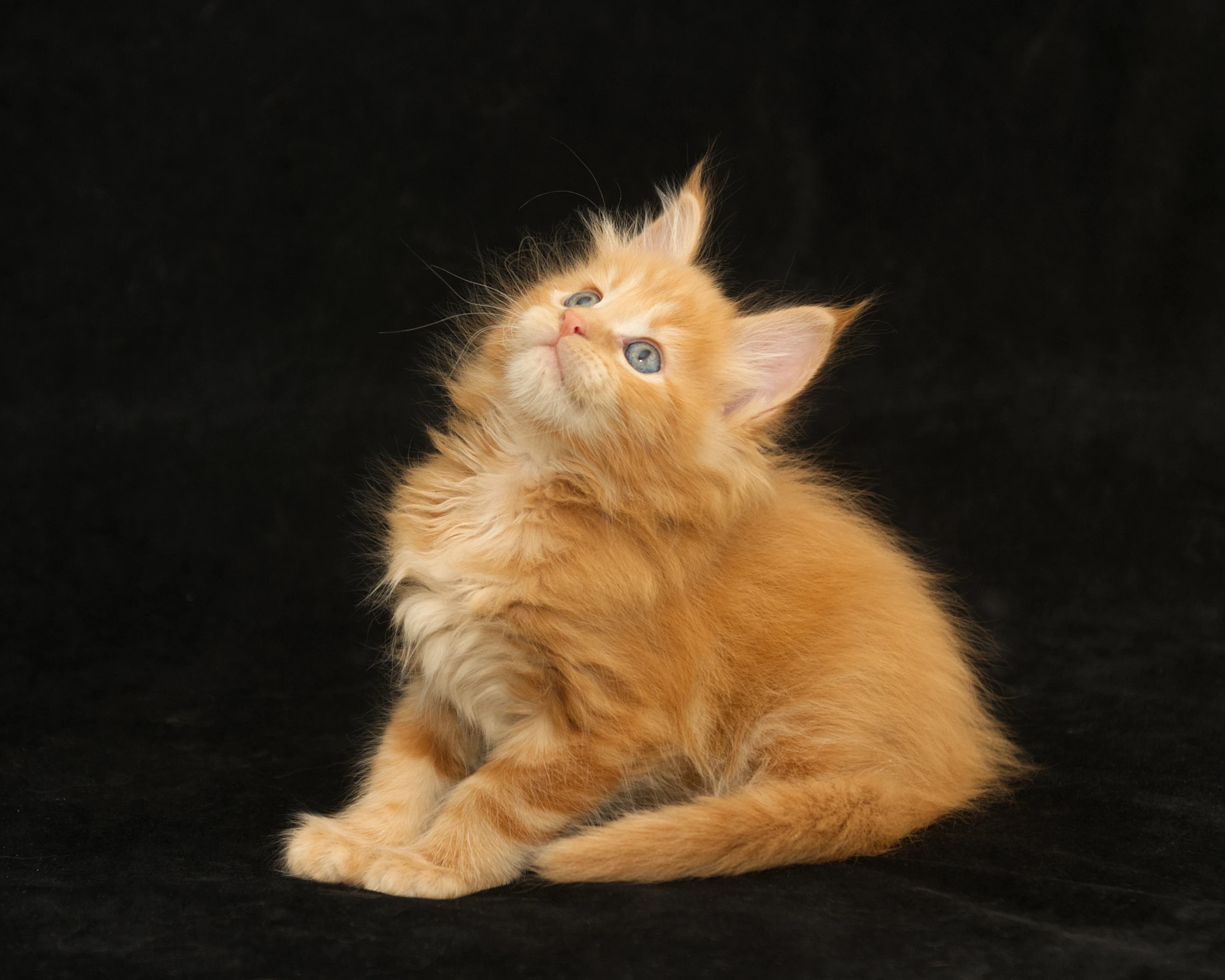 Orange classic tabby Maine Coon kitten Sunny of DLuxxy