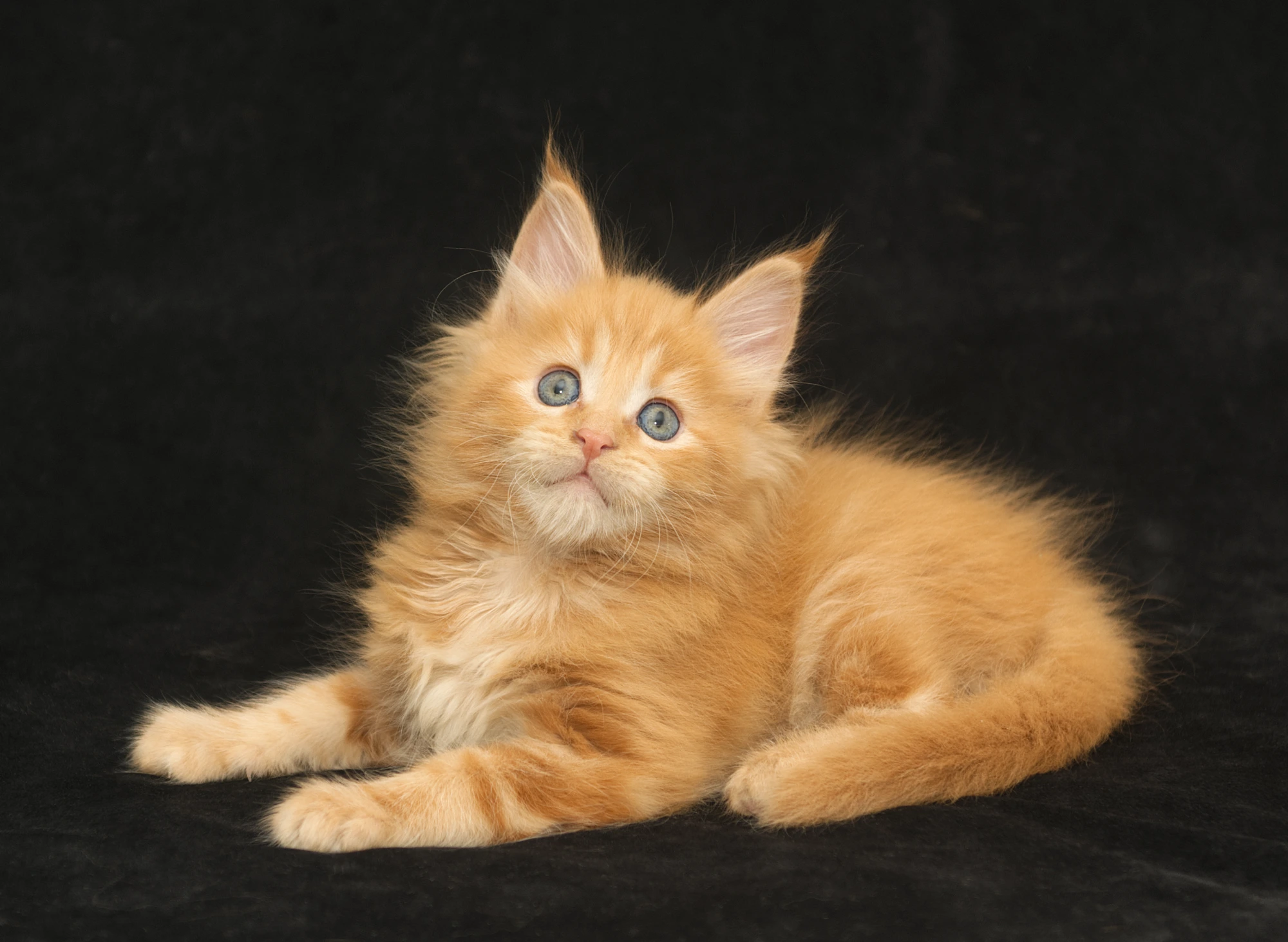 Orange classic tabby Maine Coon kitten Sunny of DLuxxy