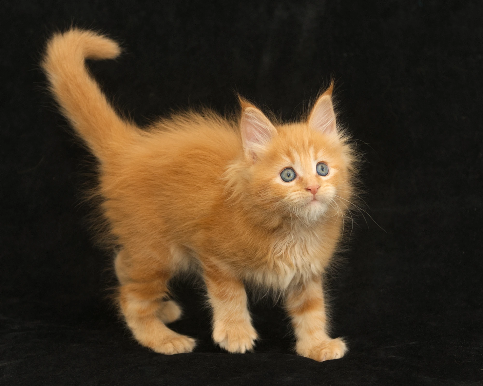 Orange classic tabby Maine Coon kitten Sunny of DLuxxy