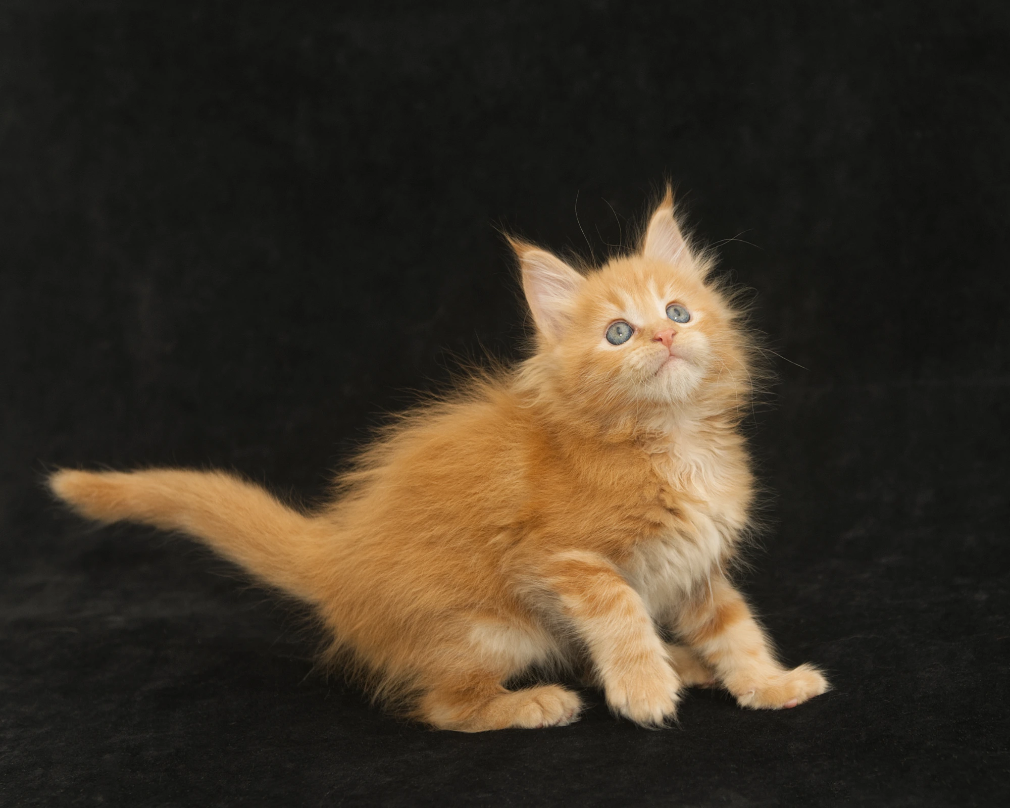 Orange classic tabby Maine Coon kitten Sunny of DLuxxy