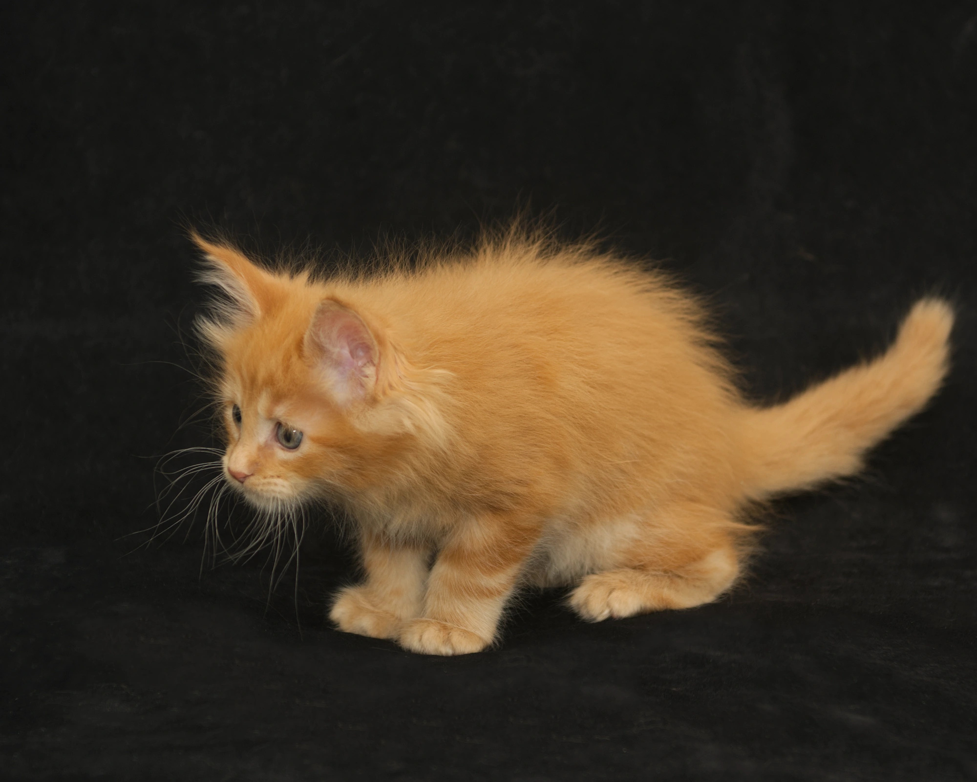 Orange classic tabby Maine Coon kitten Sunny of DLuxxy