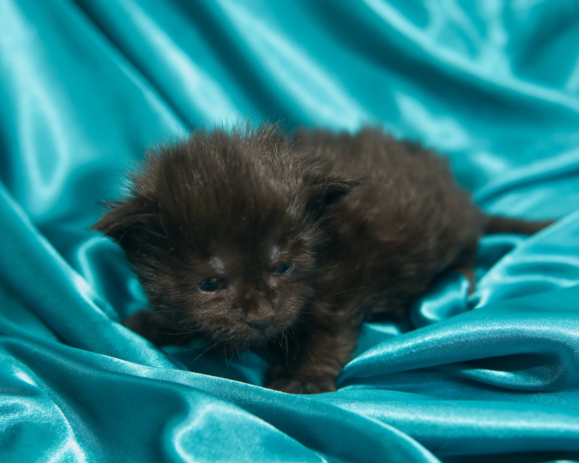 Red classic tabby Maine Coon Kitten of DLuxxy