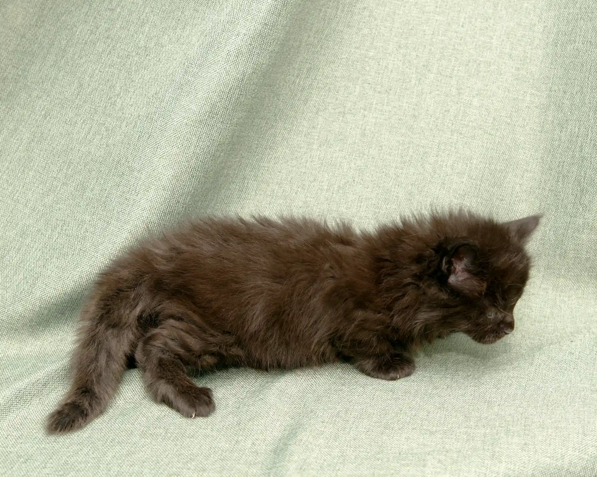 Red classic tabby Maine Coon Kitten of DLuxxy