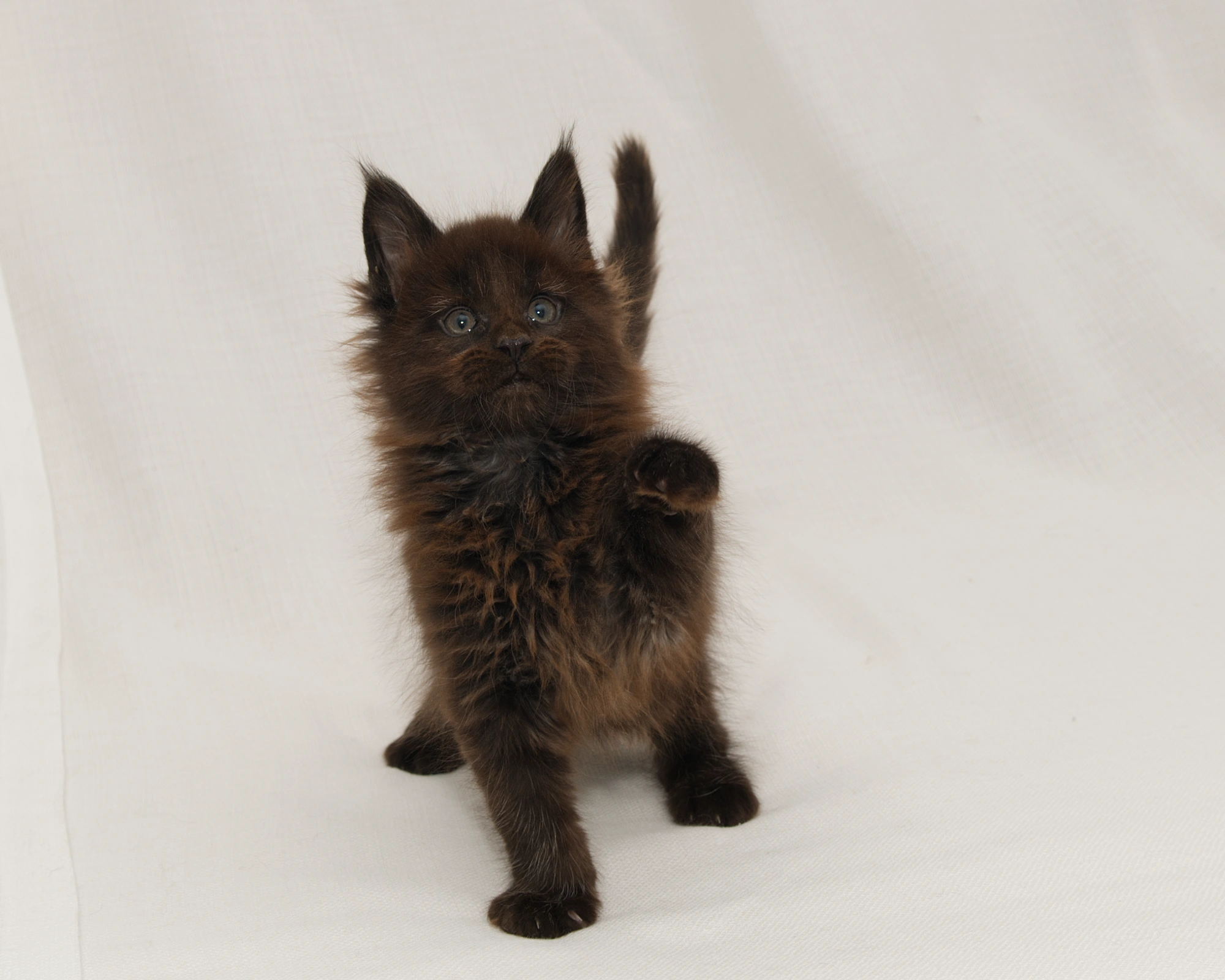 Red classic tabby Maine Coon Kitten of DLuxxy