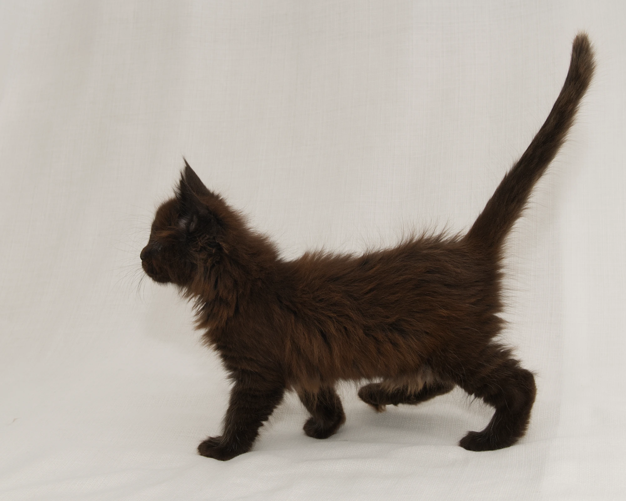 Red classic tabby Maine Coon Kitten of DLuxxy