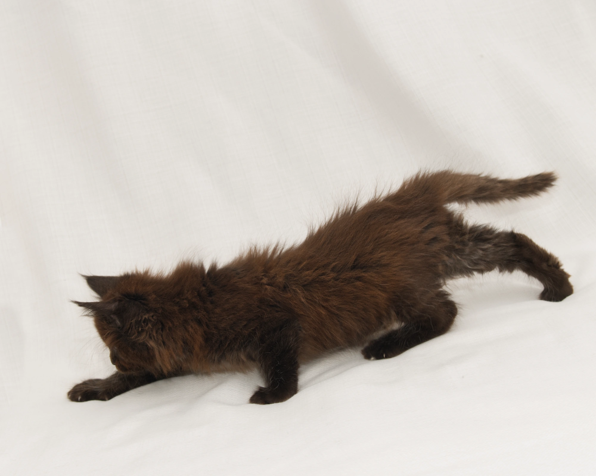 Red classic tabby Maine Coon Kitten of DLuxxy