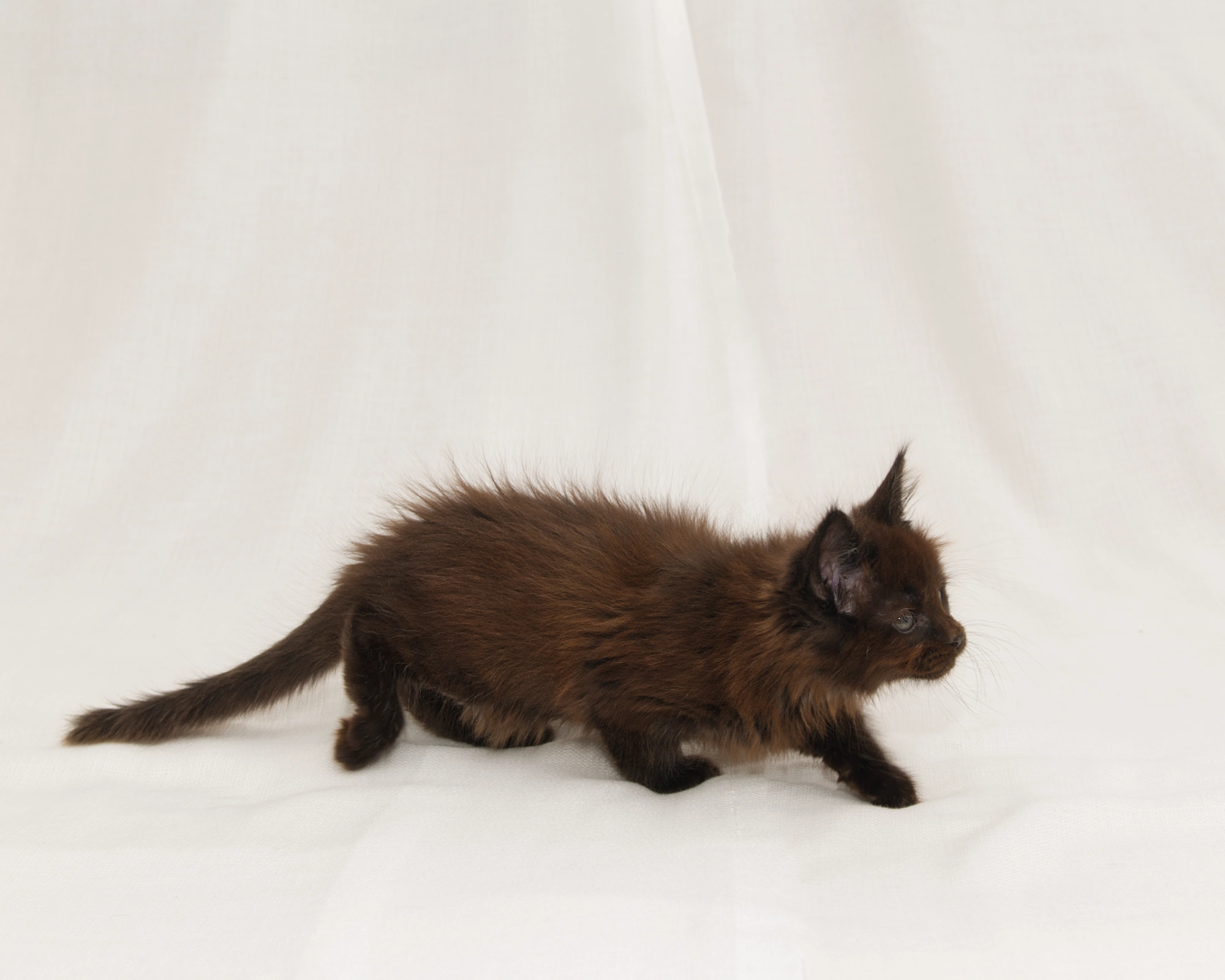 Red classic tabby Maine Coon Kitten of DLuxxy