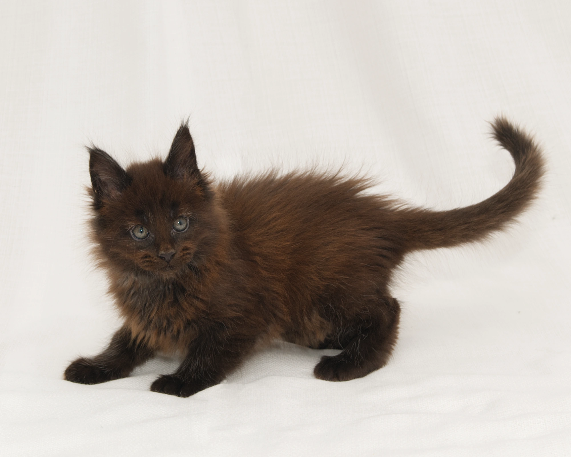 Red classic tabby Maine Coon Kitten of DLuxxy