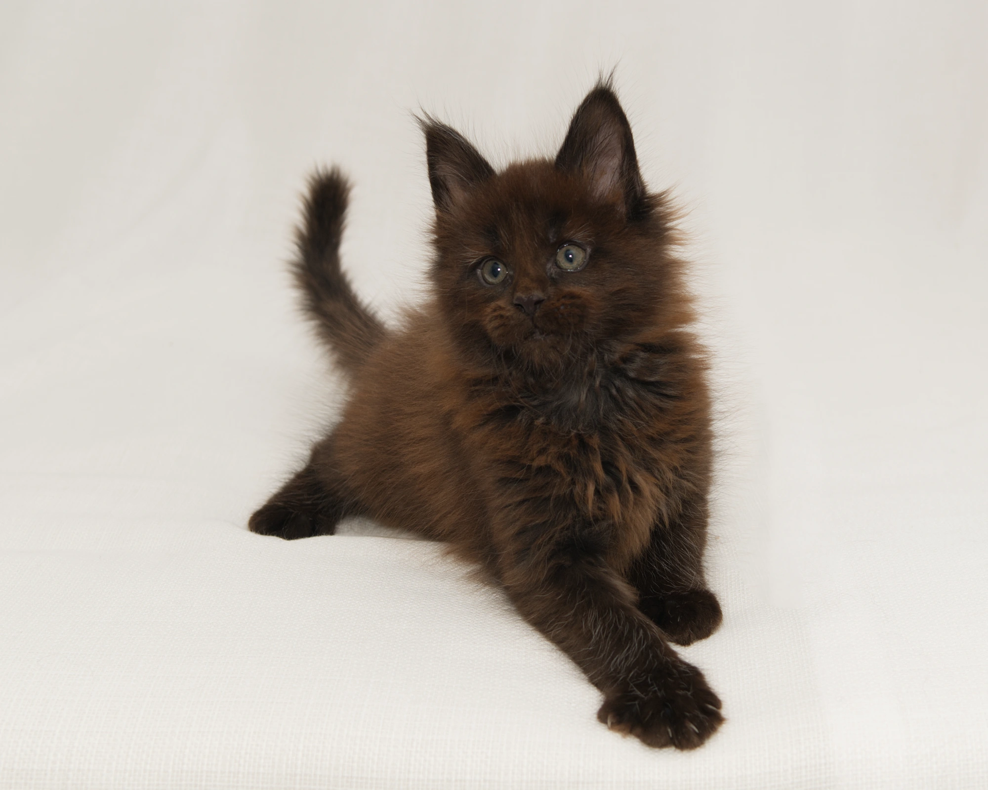 Solid black Maine Coon kitten Grizzly of DLuxxy
