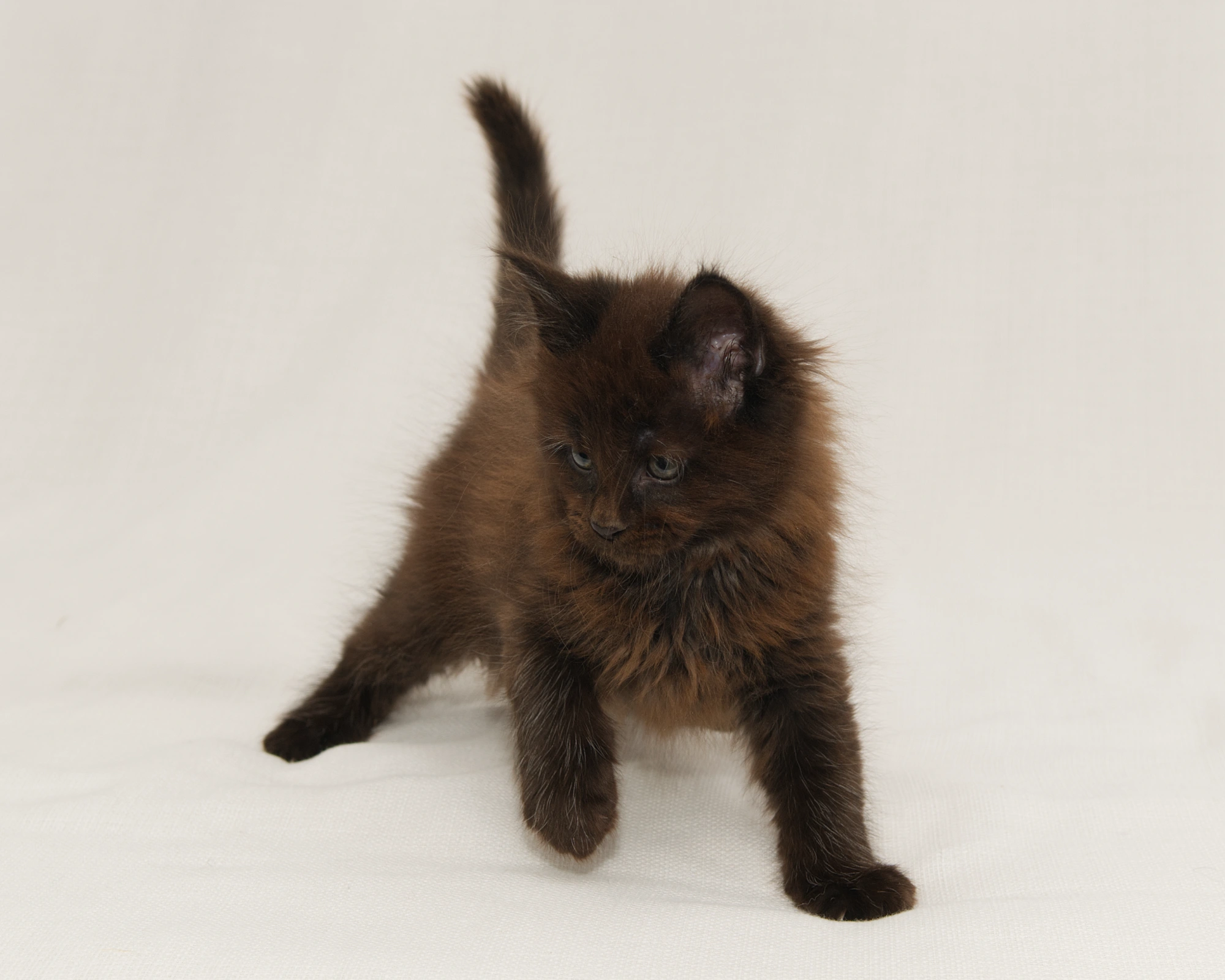 Red classic tabby Maine Coon Kitten of DLuxxy