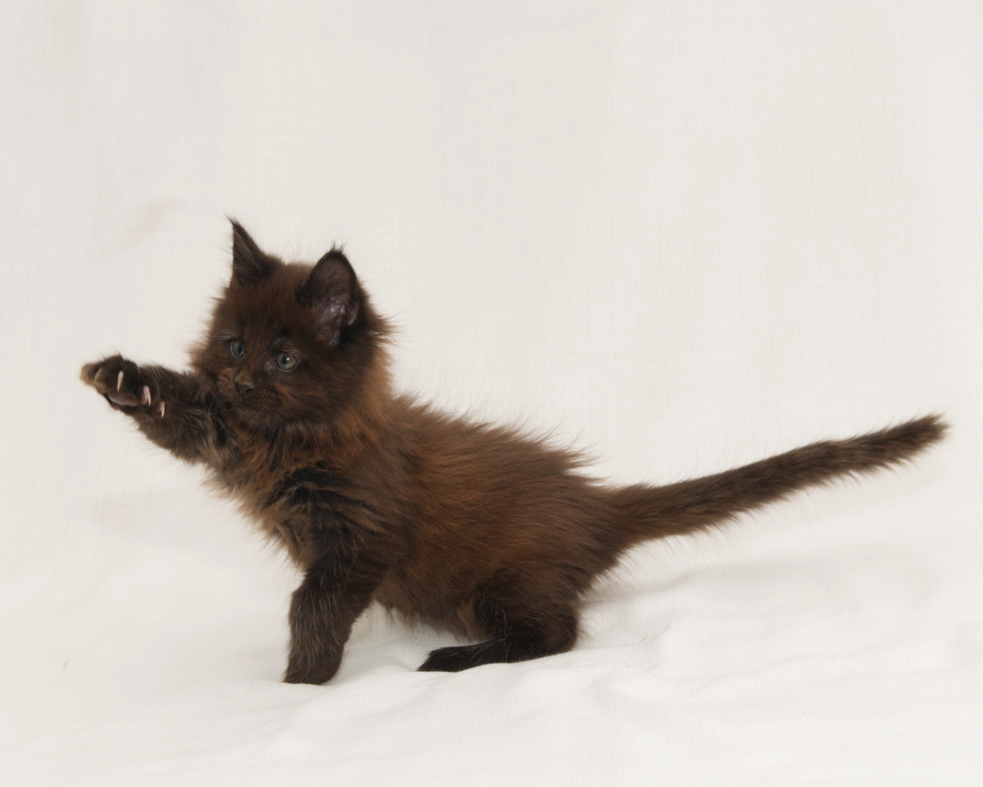 Red classic tabby Maine Coon Kitten of DLuxxy