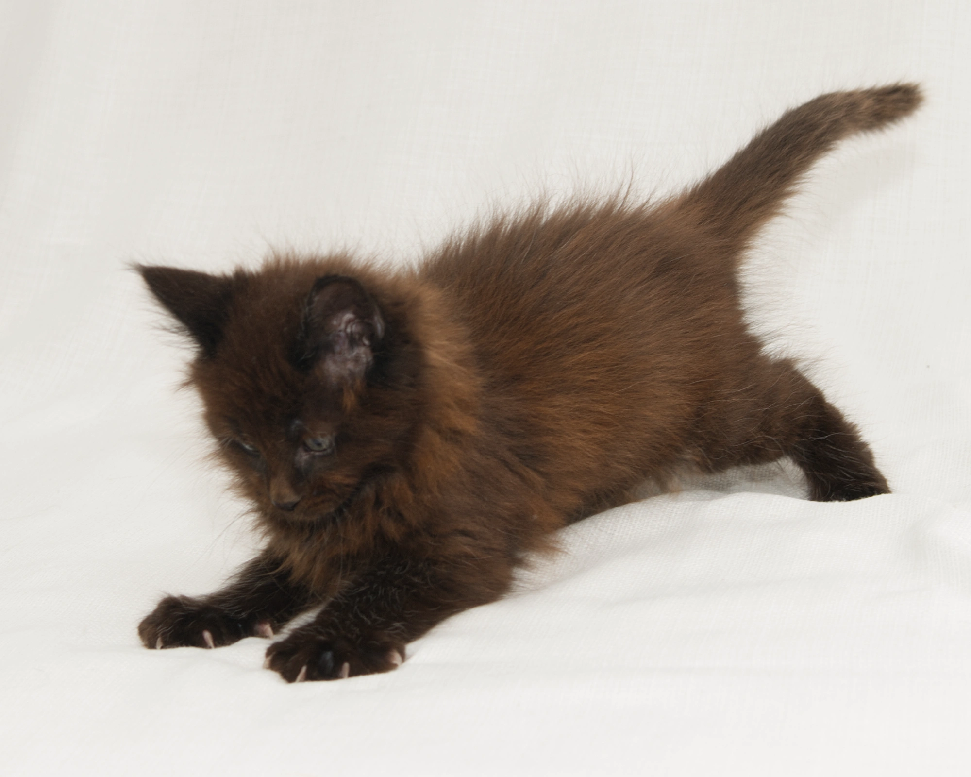 Red classic tabby Maine Coon Kitten of DLuxxy