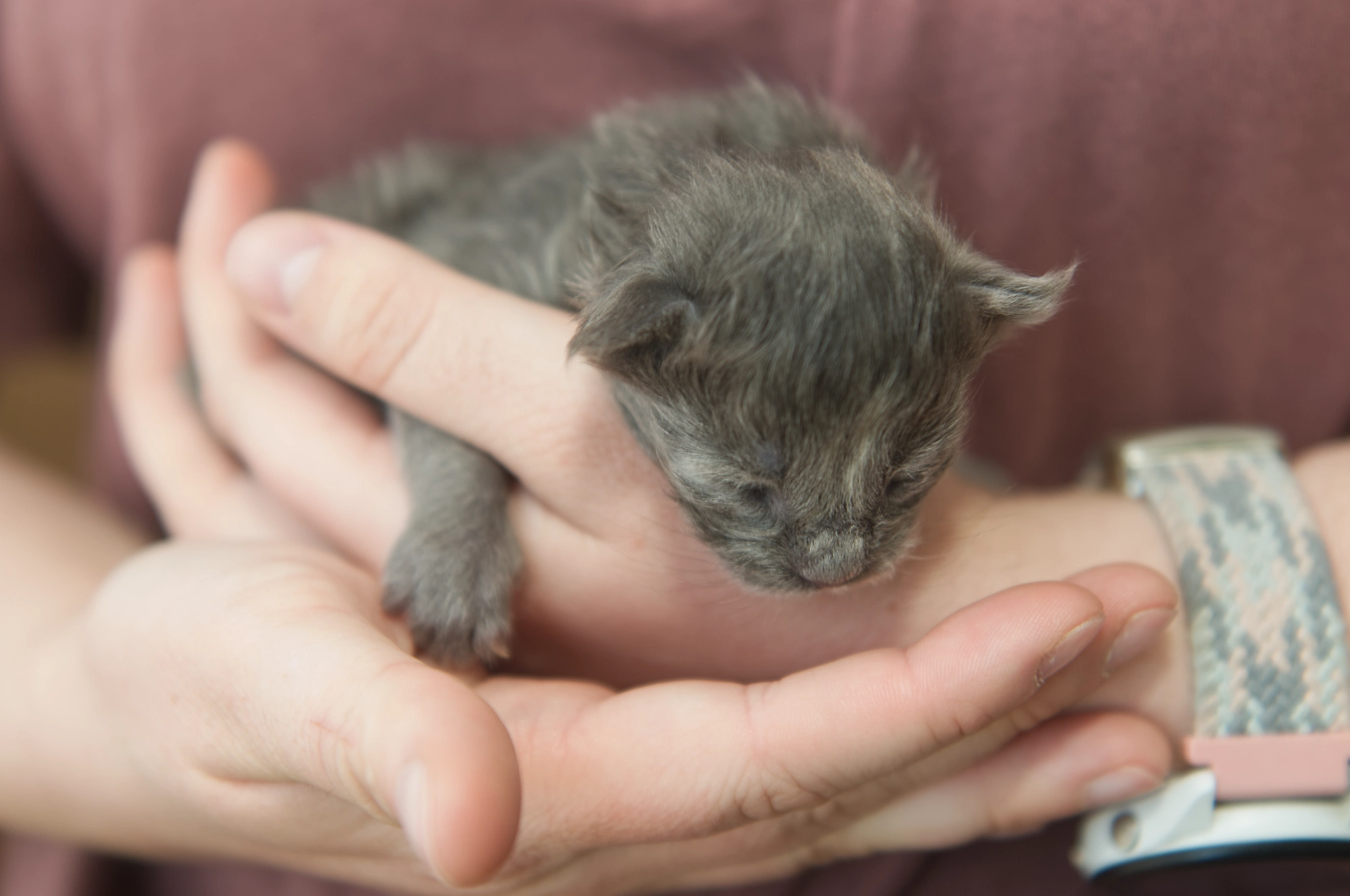Blue-cream dilute tortoiseshell Maine Coon kitten Rocky of DLuxxy