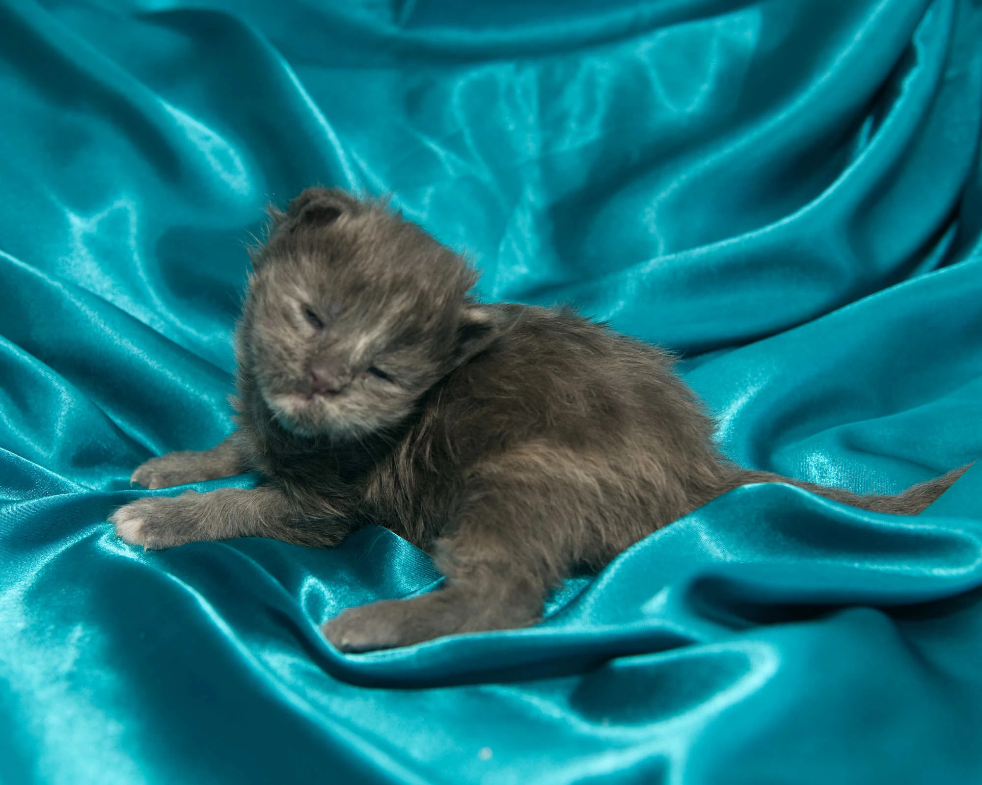 Blue-cream dilute tortoiseshell Maine Coon kitten Rocky of DLuxxy