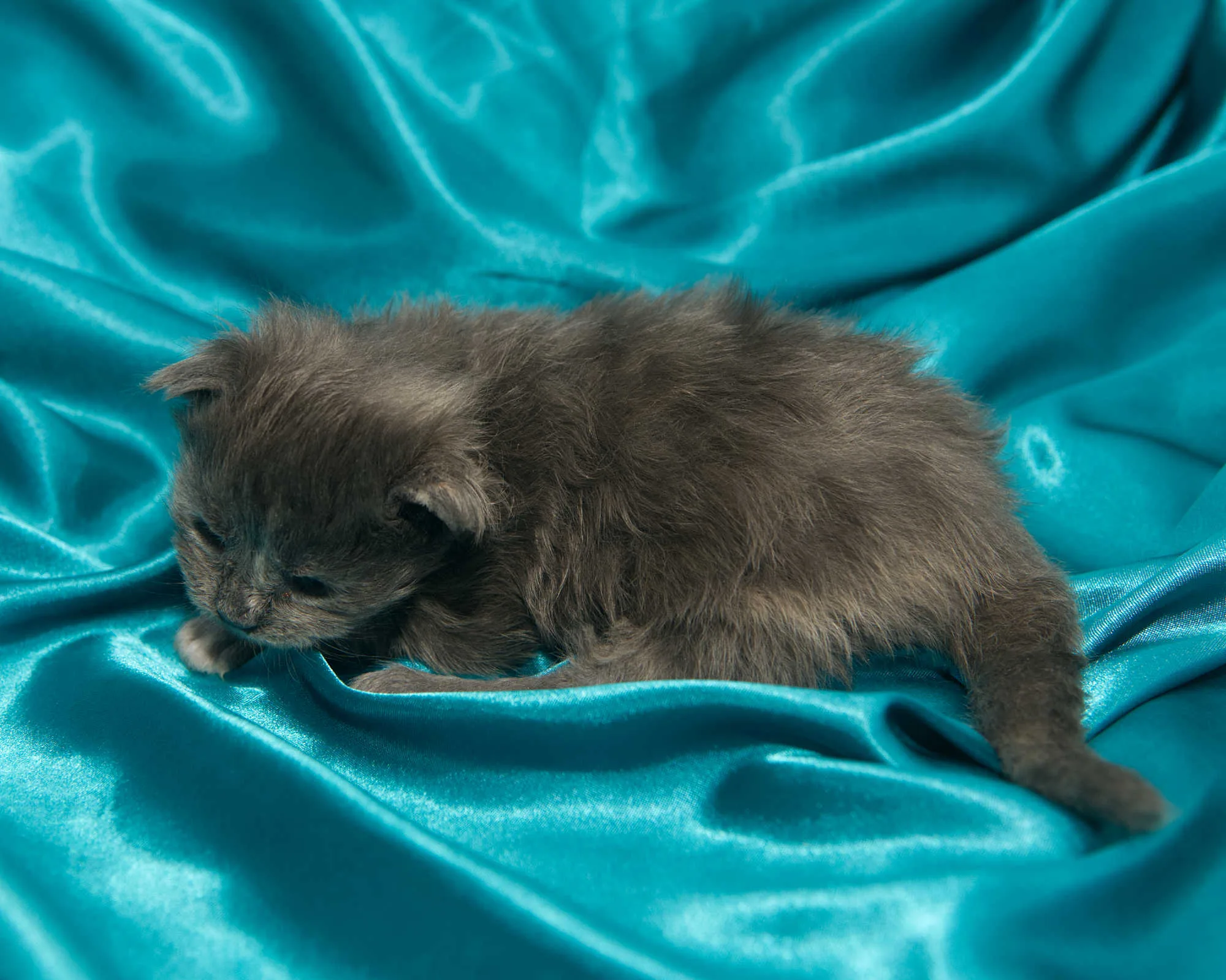 Blue-cream dilute tortoiseshell Maine Coon kitten Rocky of DLuxxy