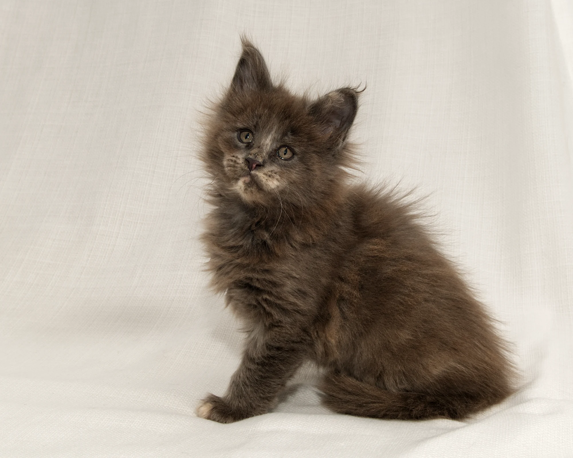 Blue-cream dilute tortoiseshell Maine Coon kitten Rocky of DLuxxy
