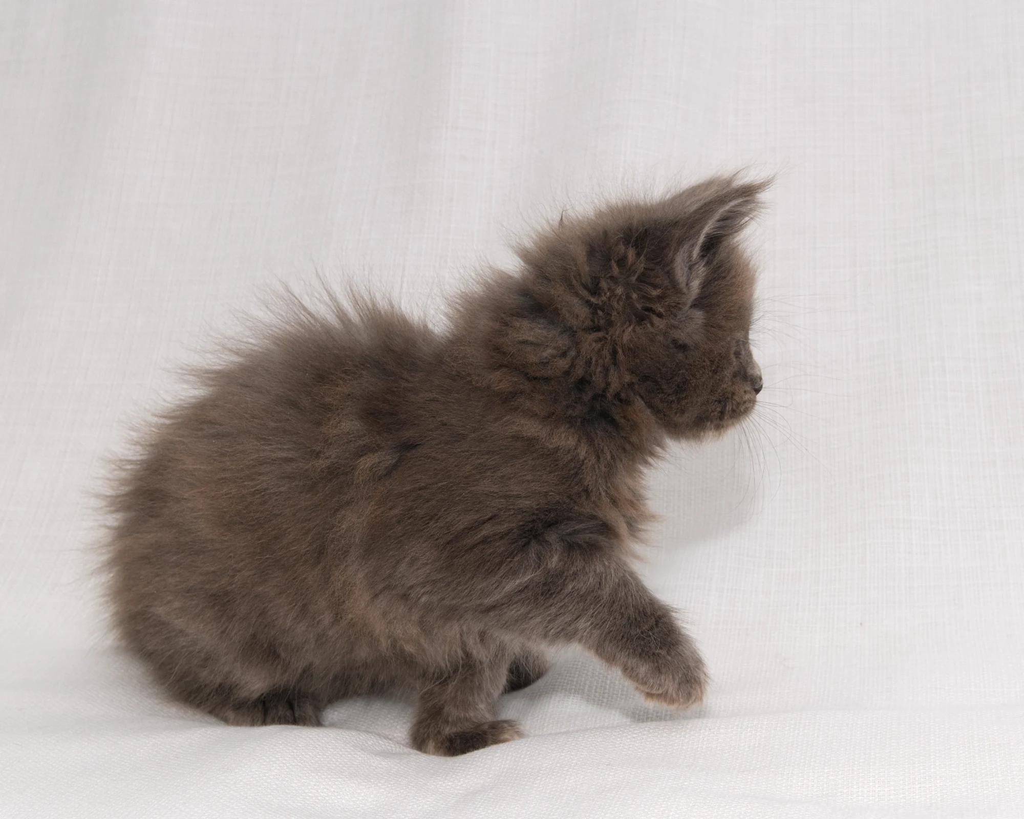 Blue-cream dilute tortoiseshell Maine Coon kitten Rocky of DLuxxy