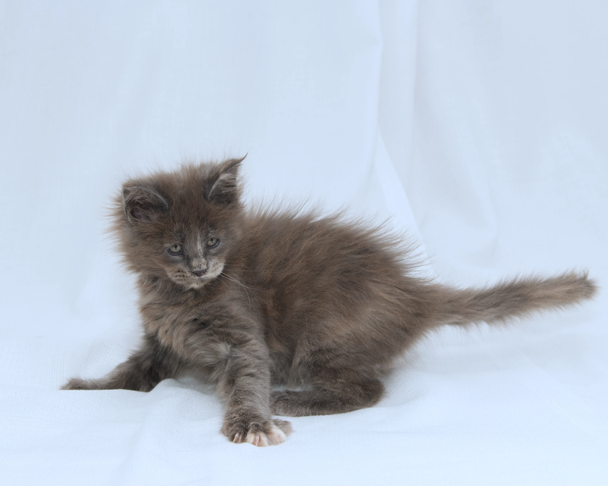 Blue-cream dilute tortoiseshell Maine Coon kitten Rocky of DLuxxy