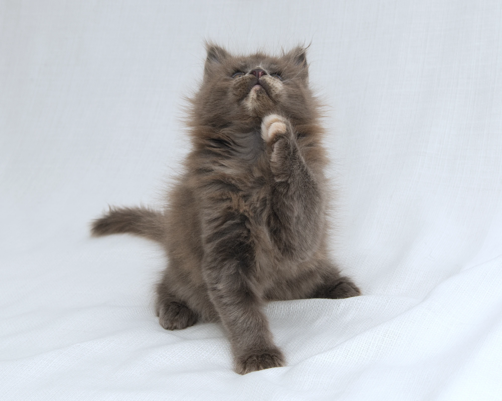 Blue-cream dilute tortoiseshell Maine Coon kitten Rocky of DLuxxy