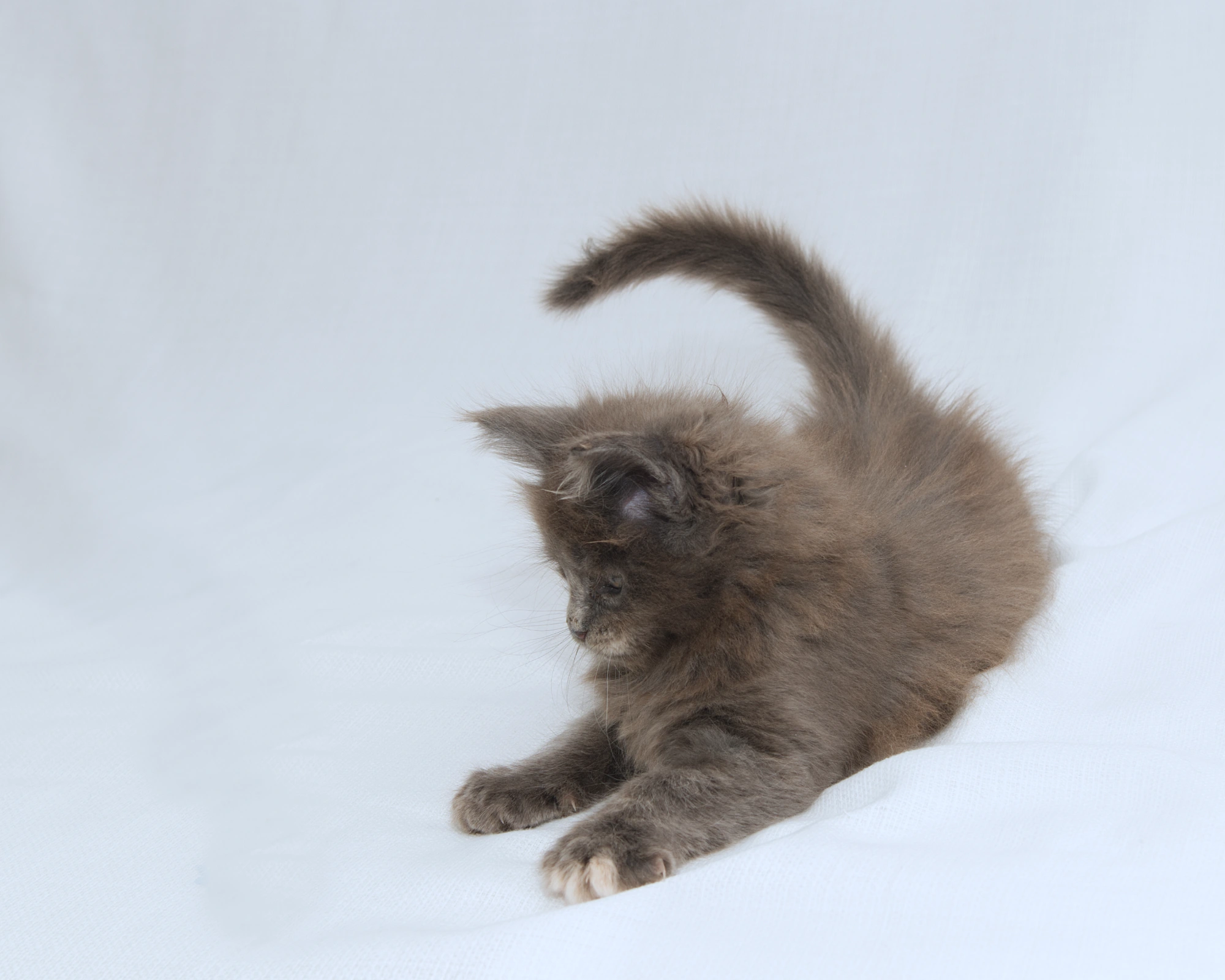 Blue-cream dilute tortoiseshell Maine Coon kitten Rocky of DLuxxy