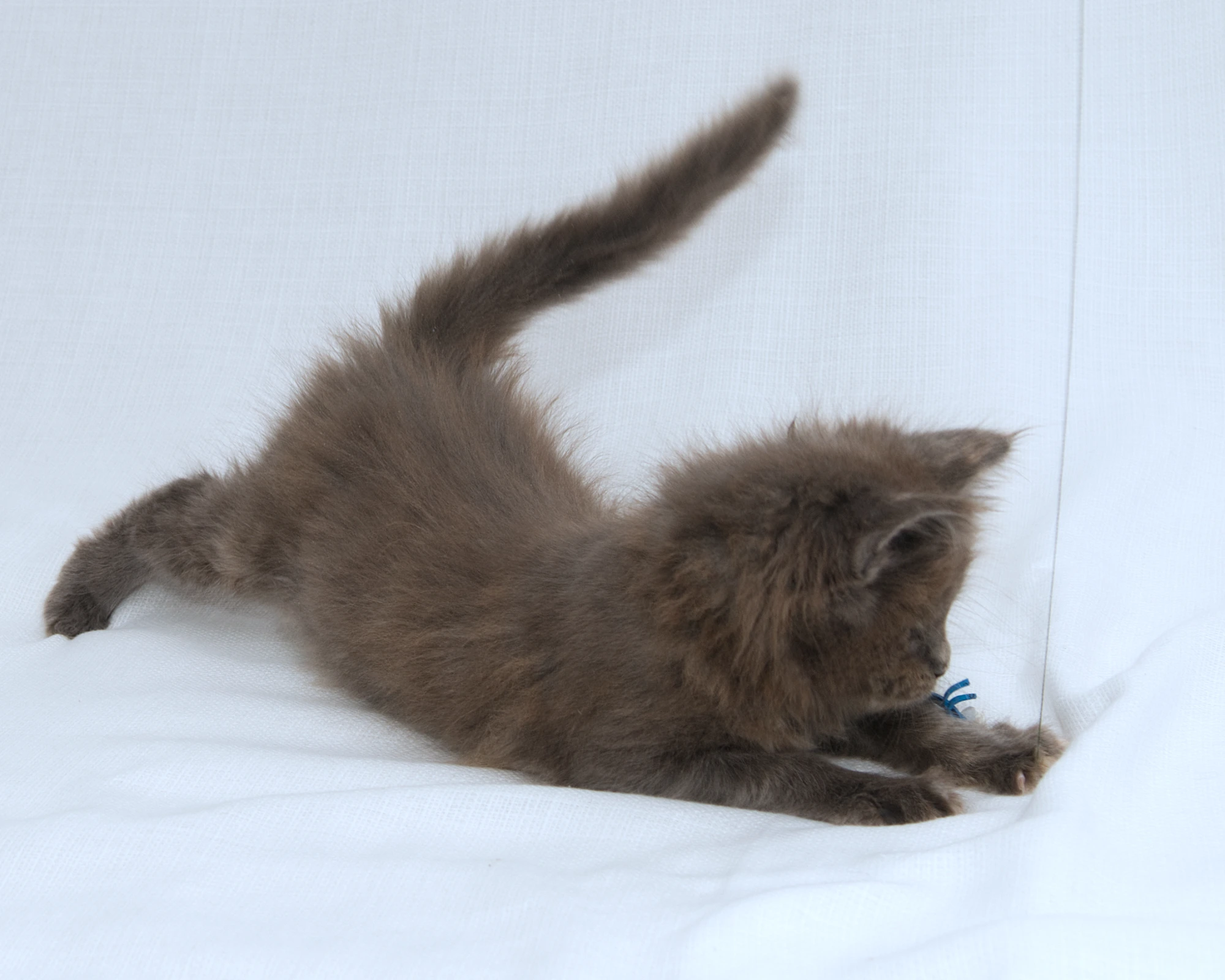 Blue-cream dilute tortoiseshell Maine Coon kitten Rocky of DLuxxy