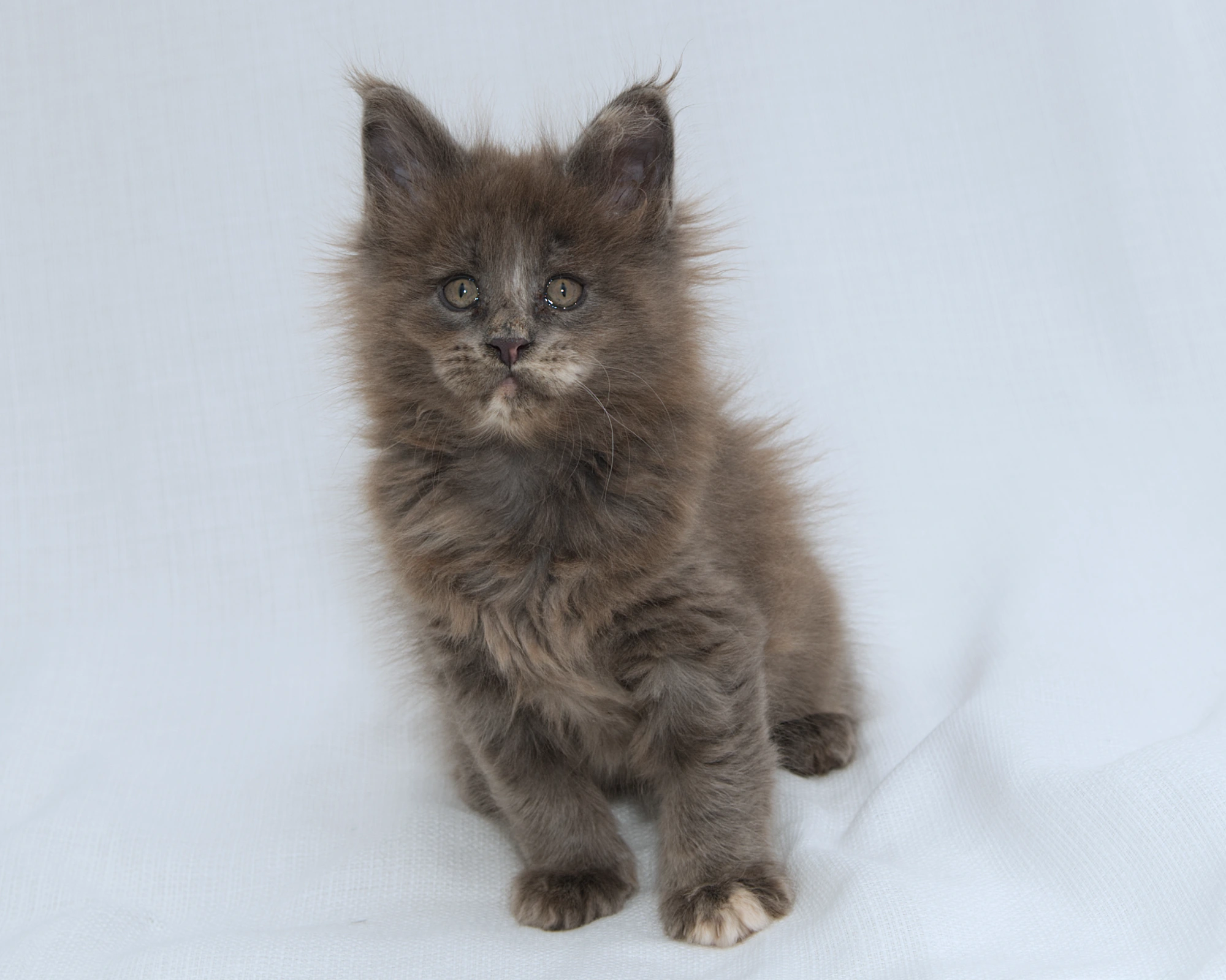 Blue-cream dilute tortoiseshell Maine Coon kitten Rocky of DLuxxy