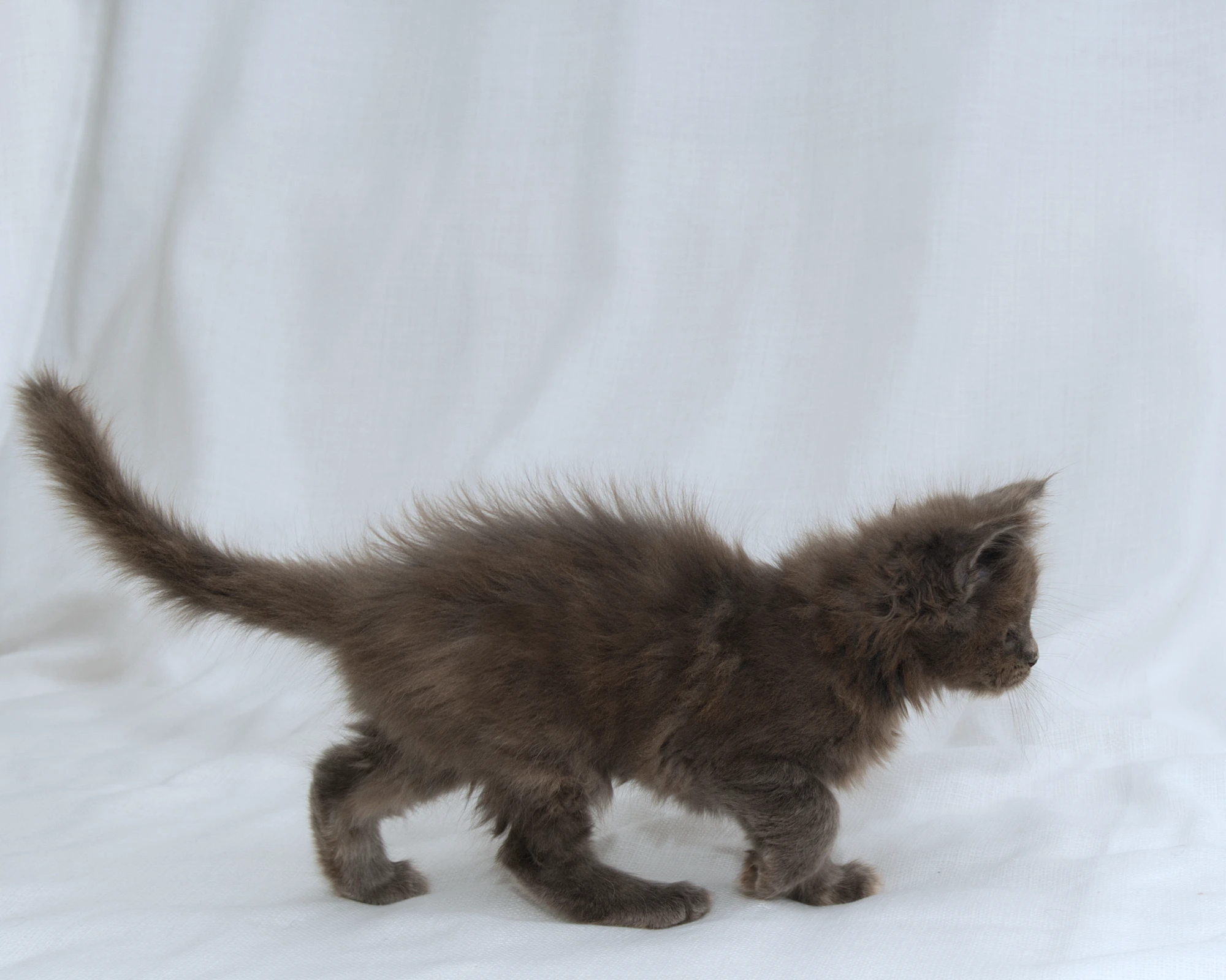 Blue-cream dilute tortoiseshell Maine Coon kitten Rocky of DLuxxy