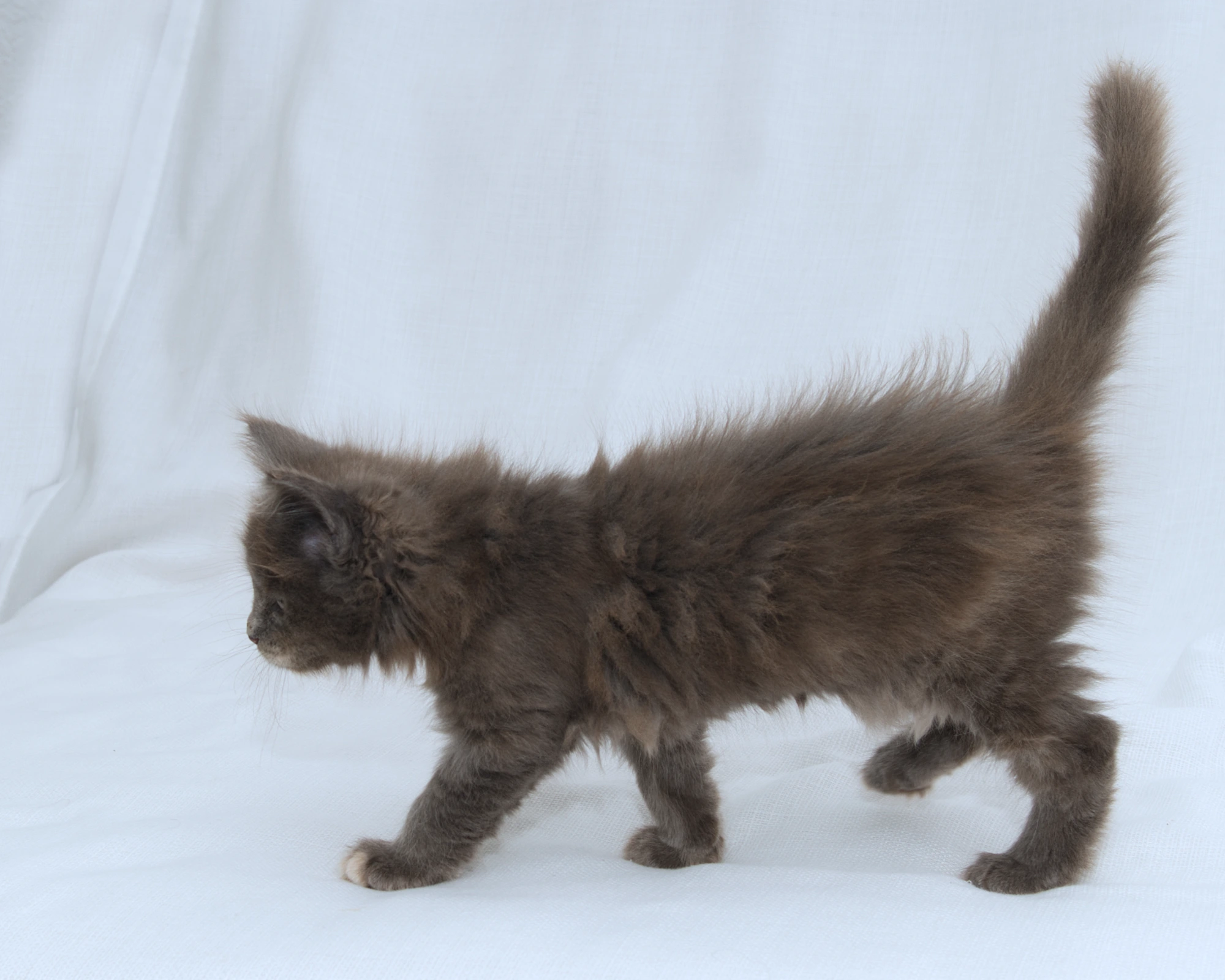 Blue-cream dilute tortoiseshell Maine Coon kitten Rocky of DLuxxy