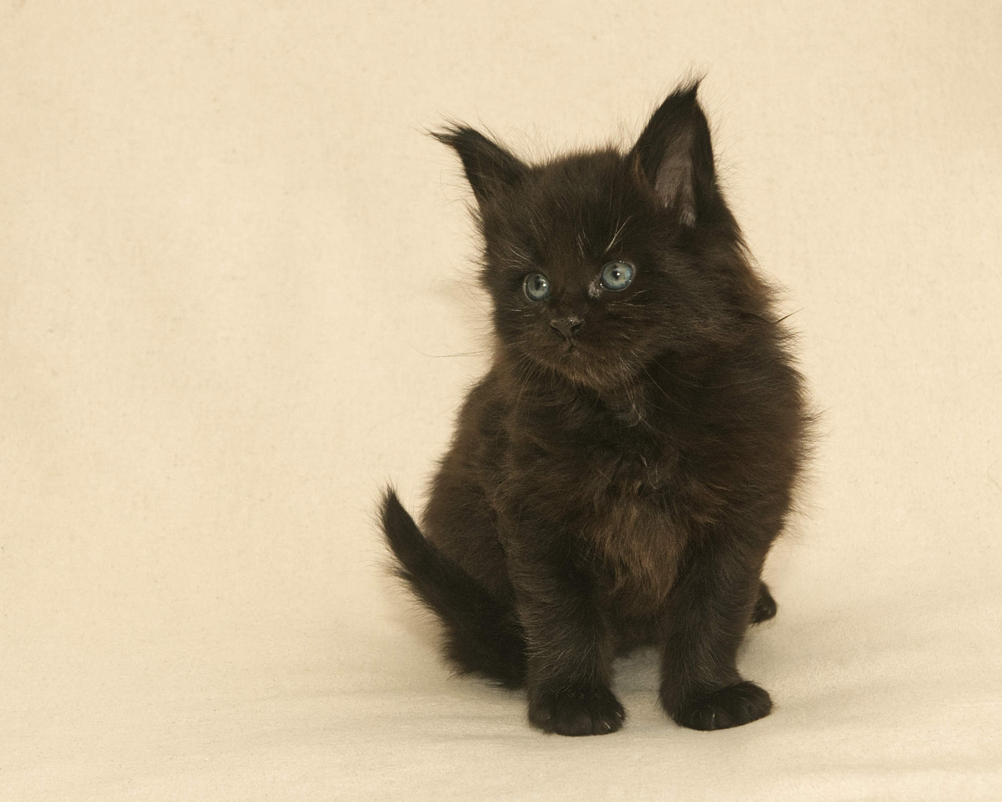 Blue Maine Coon Kitten Linden - Side Profile