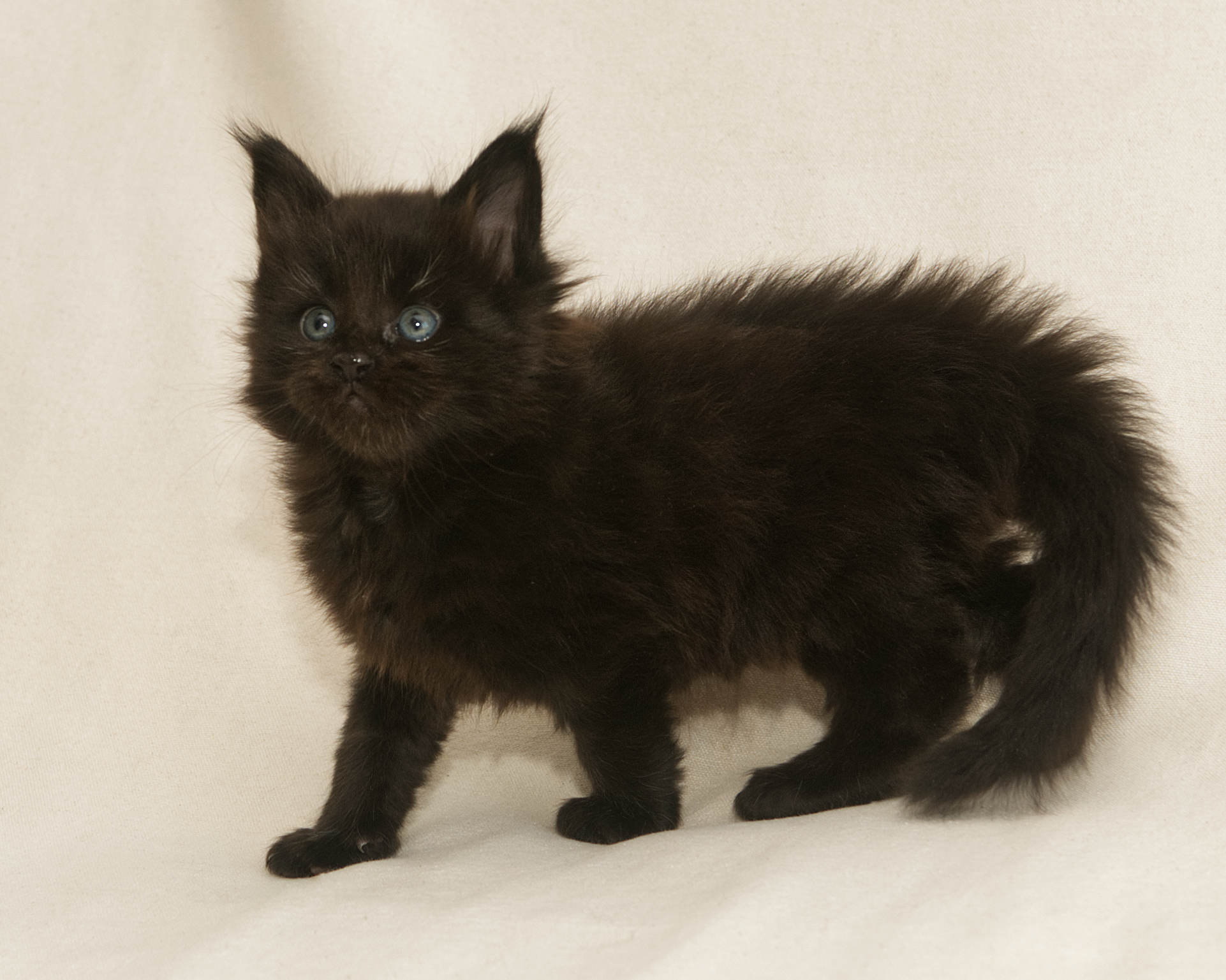 Blue Maine Coon Kitten Linden - Full Body