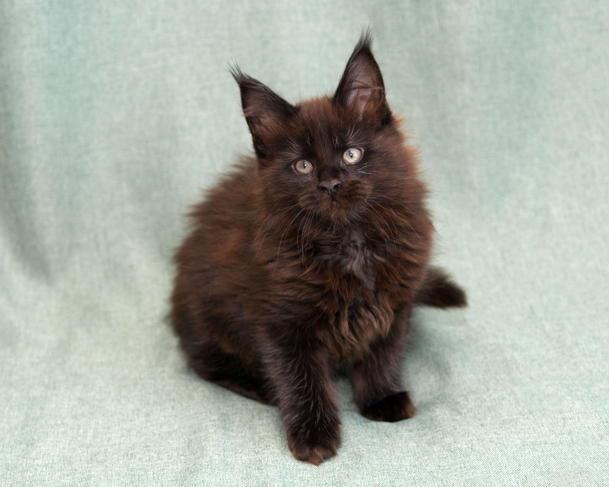 Blue Maine Coon Kitten Linden - Full Body
