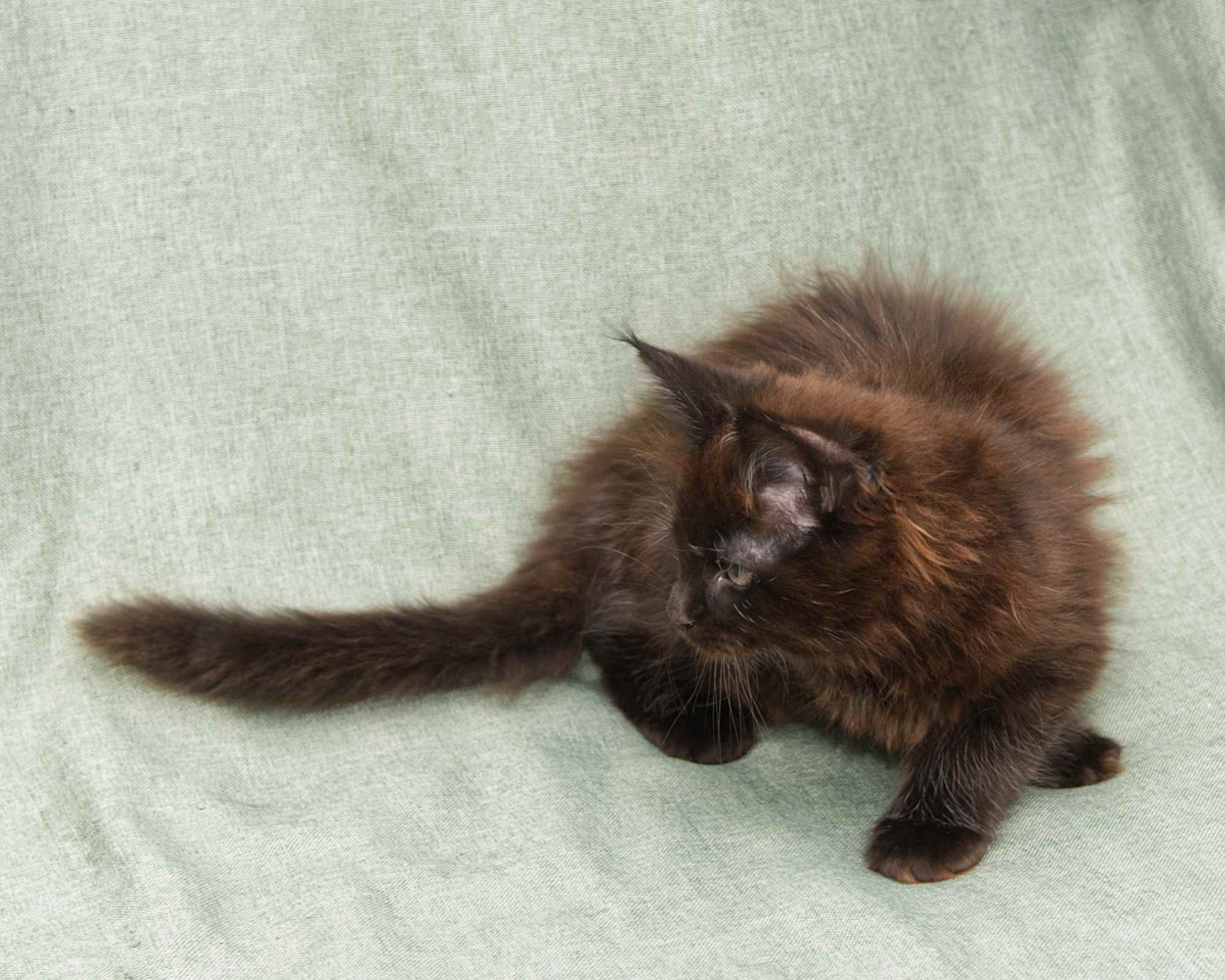 Blue Maine Coon Kitten Linden - Full Body