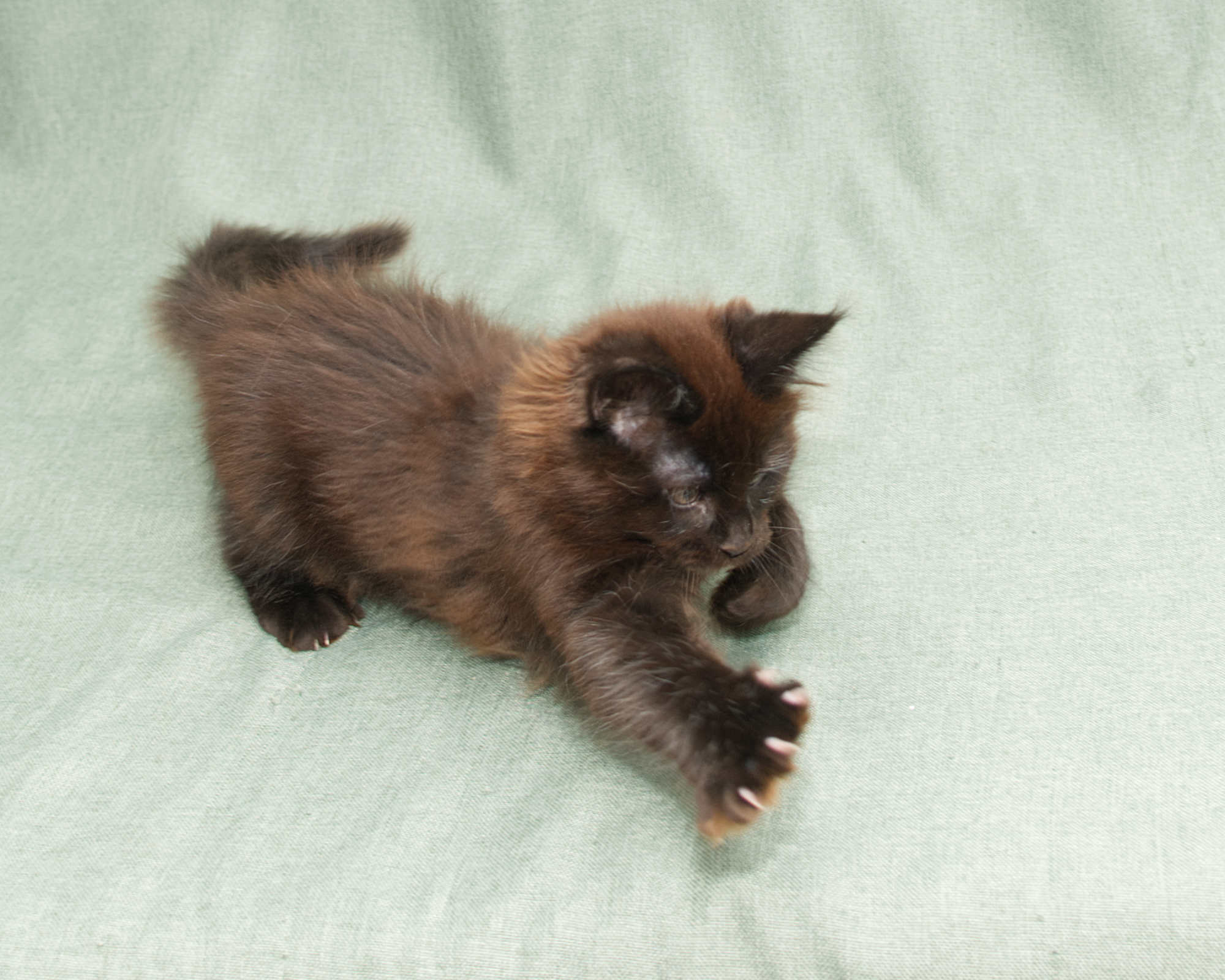 Blue Maine Coon Kitten Linden - Full Body