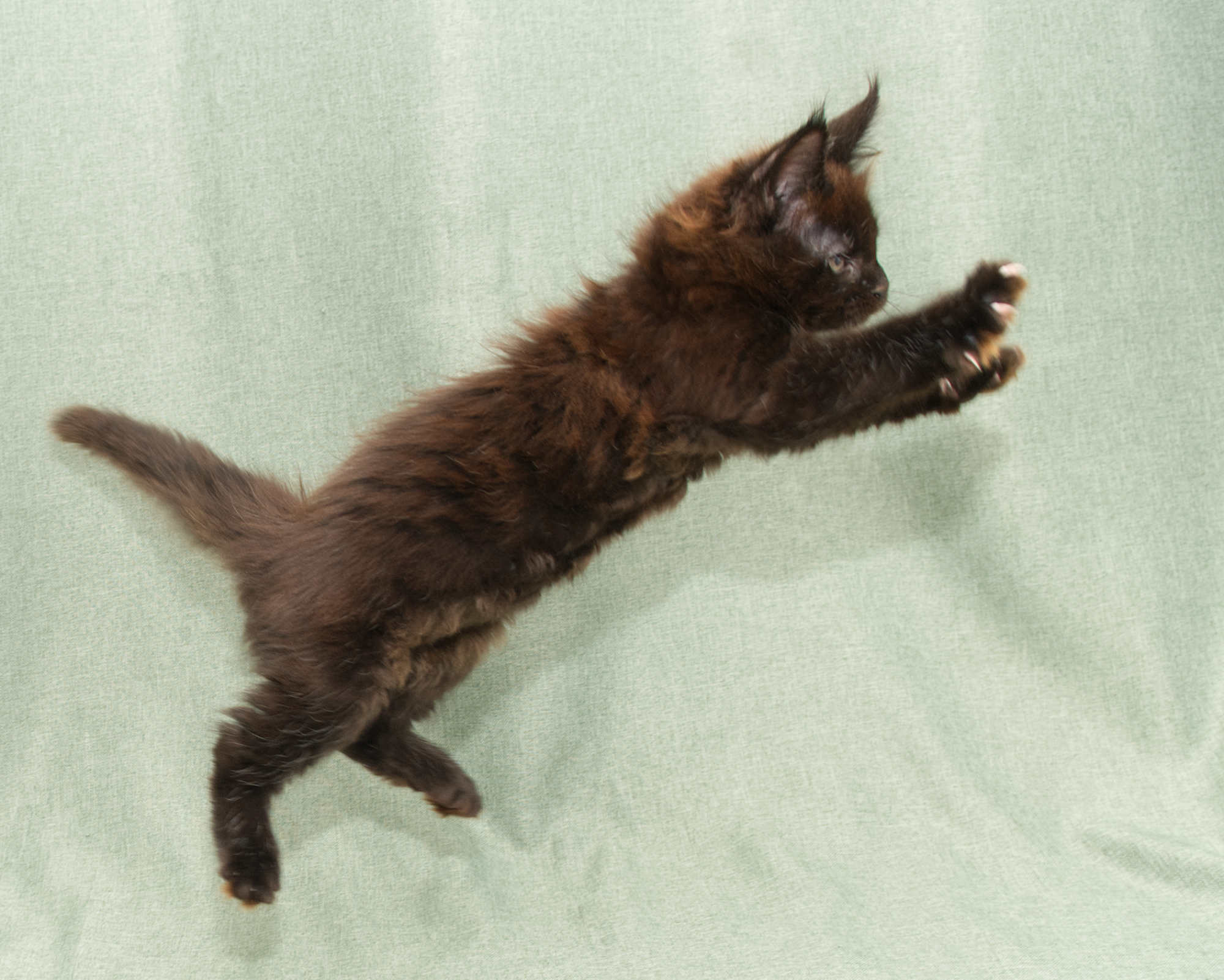 Blue Maine Coon Kitten Linden - Full Body