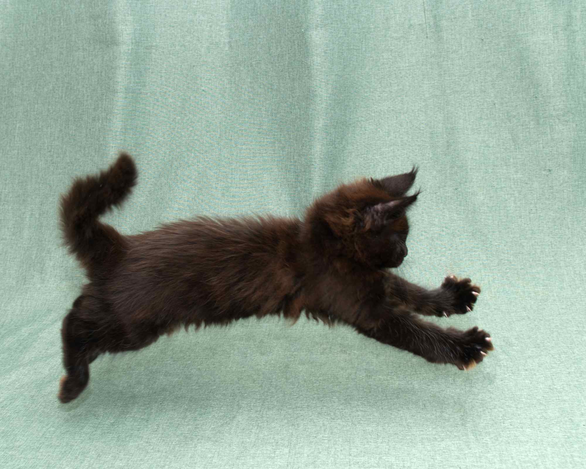 Blue Maine Coon Kitten Linden - Full Body