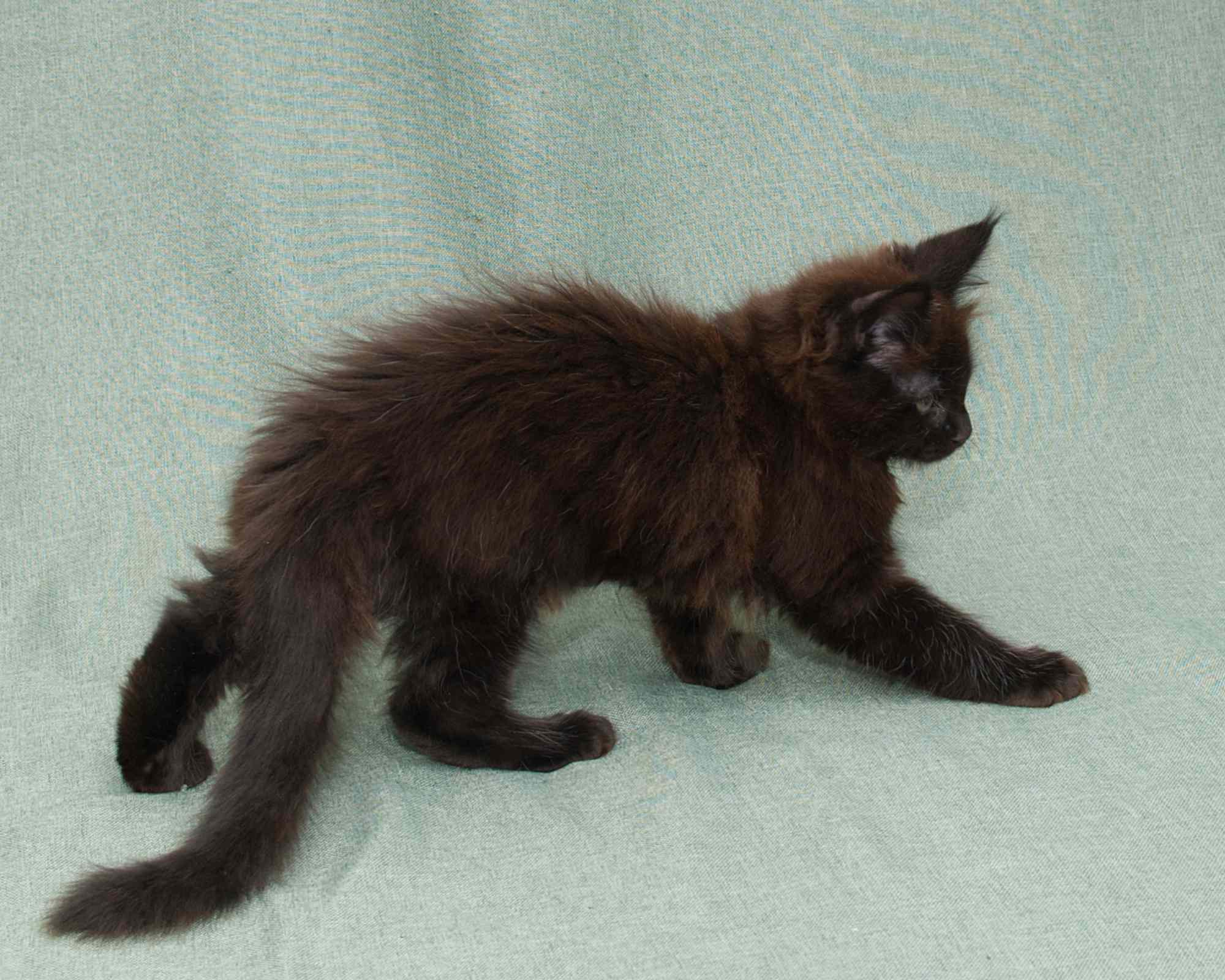 Blue Maine Coon Kitten Linden - Portrait