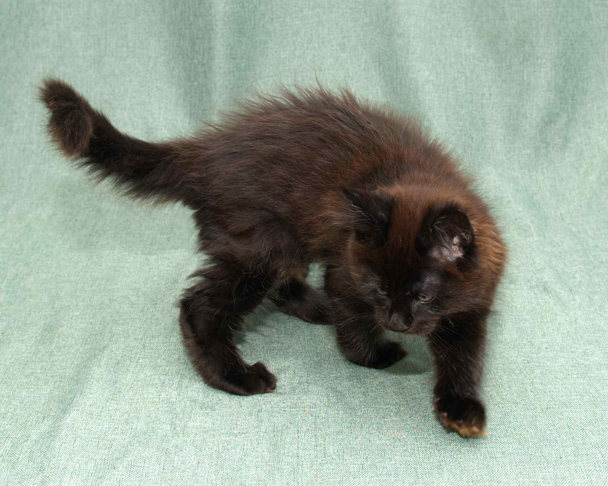Blue Maine Coon Kitten Linden - Full Body