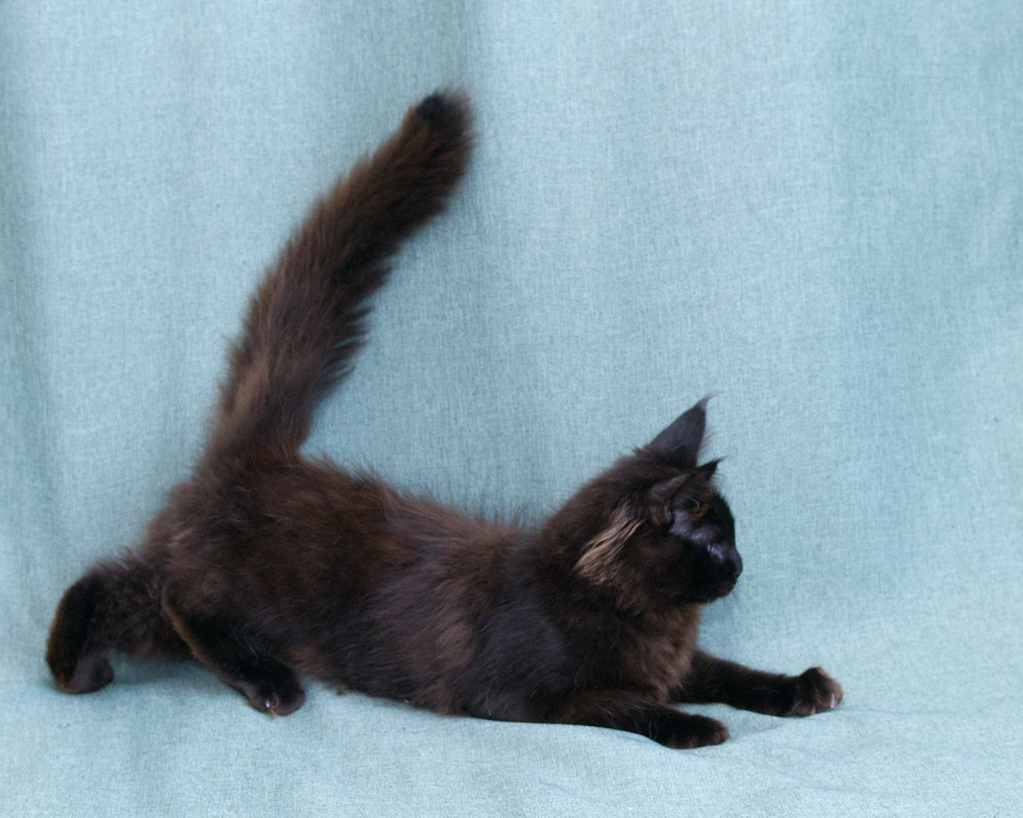 Blue Maine Coon Kitten Linden - Full Body