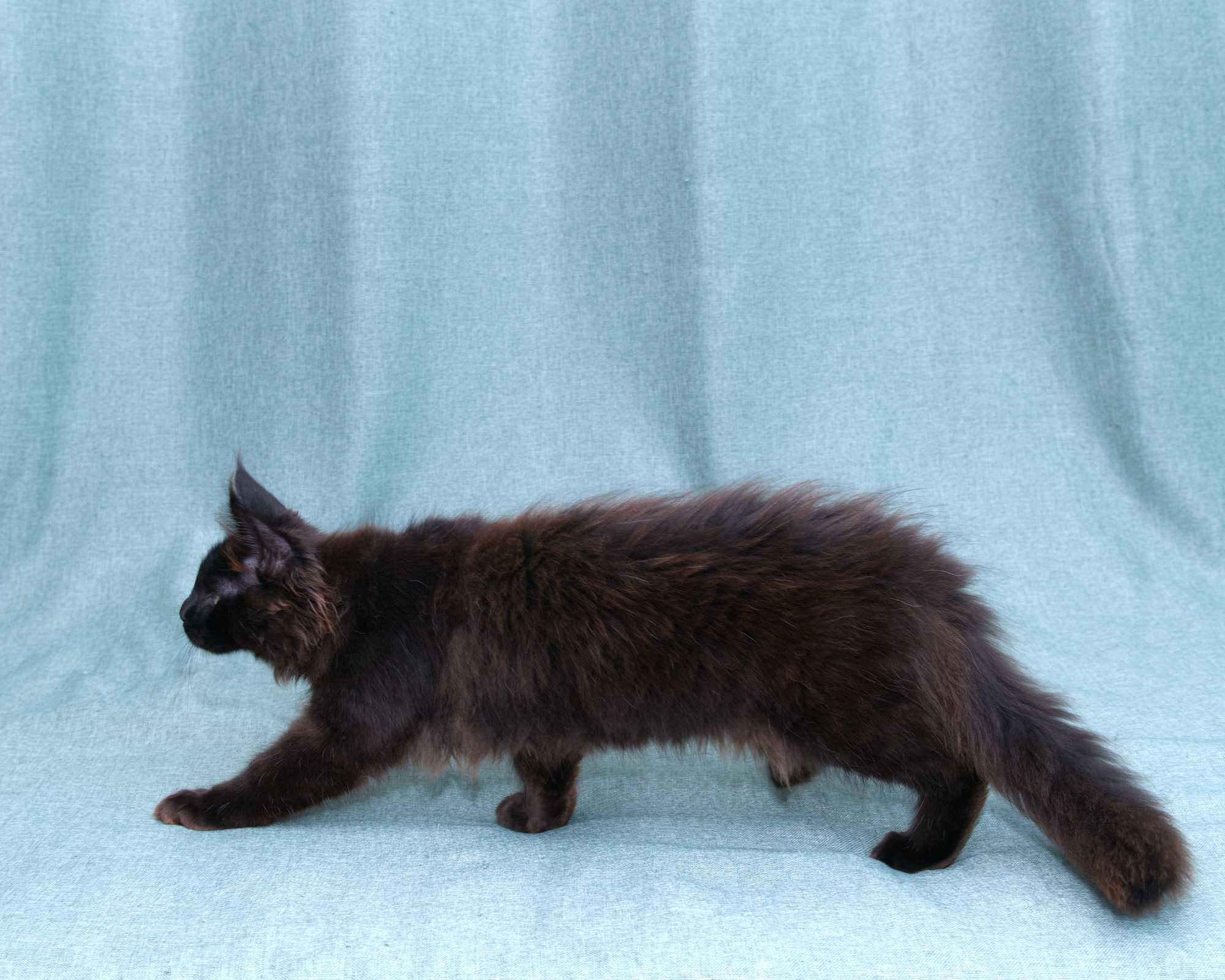 Blue Maine Coon Kitten Linden - Full Body
