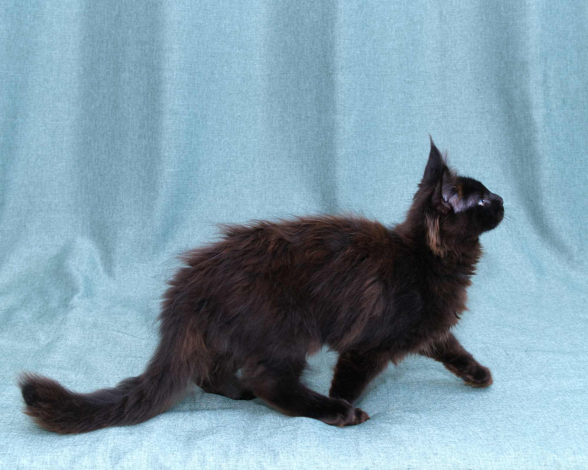 Blue Maine Coon Kitten Linden - Full Body