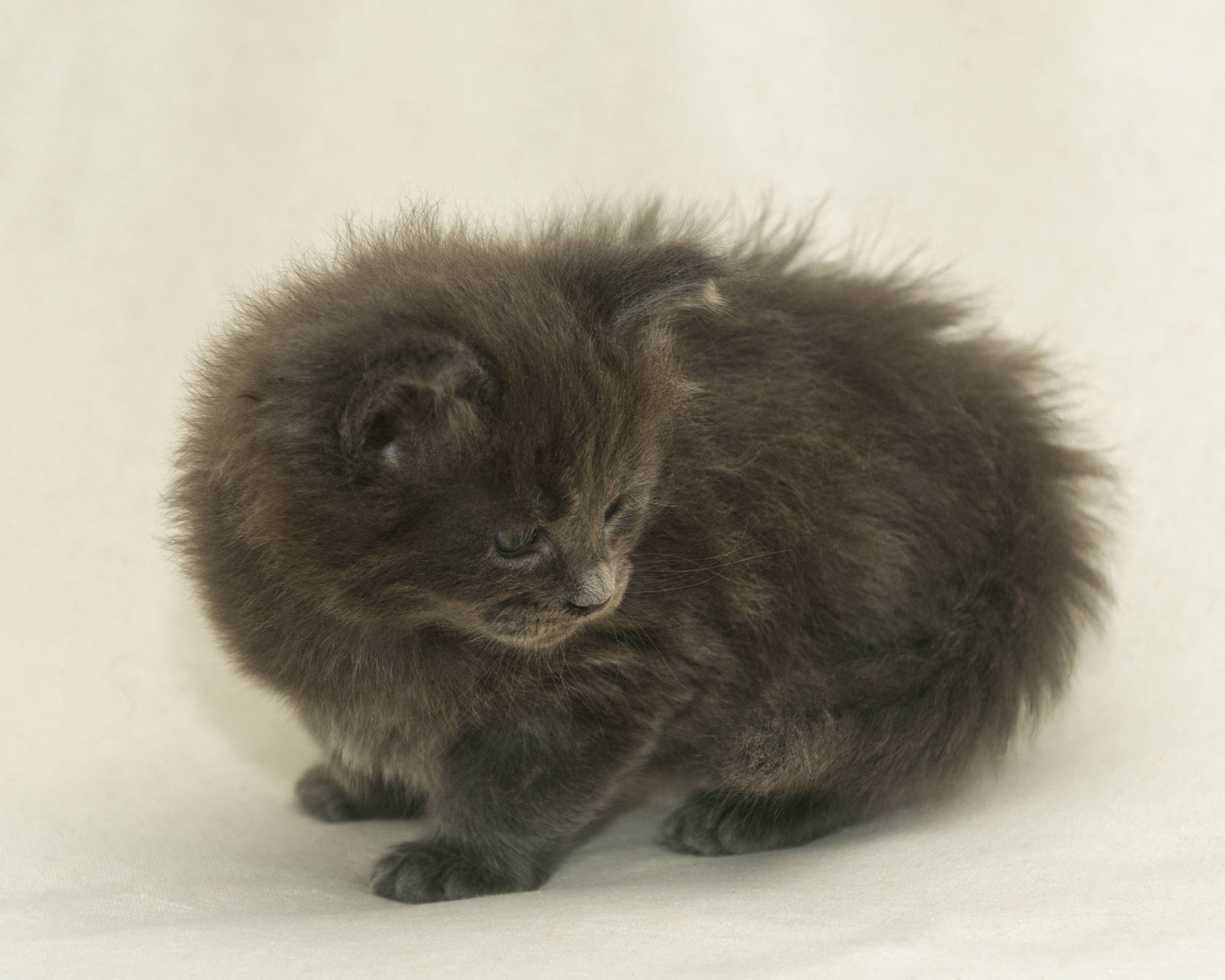 Blue Maine Coon Kitten Linden - Side Profile