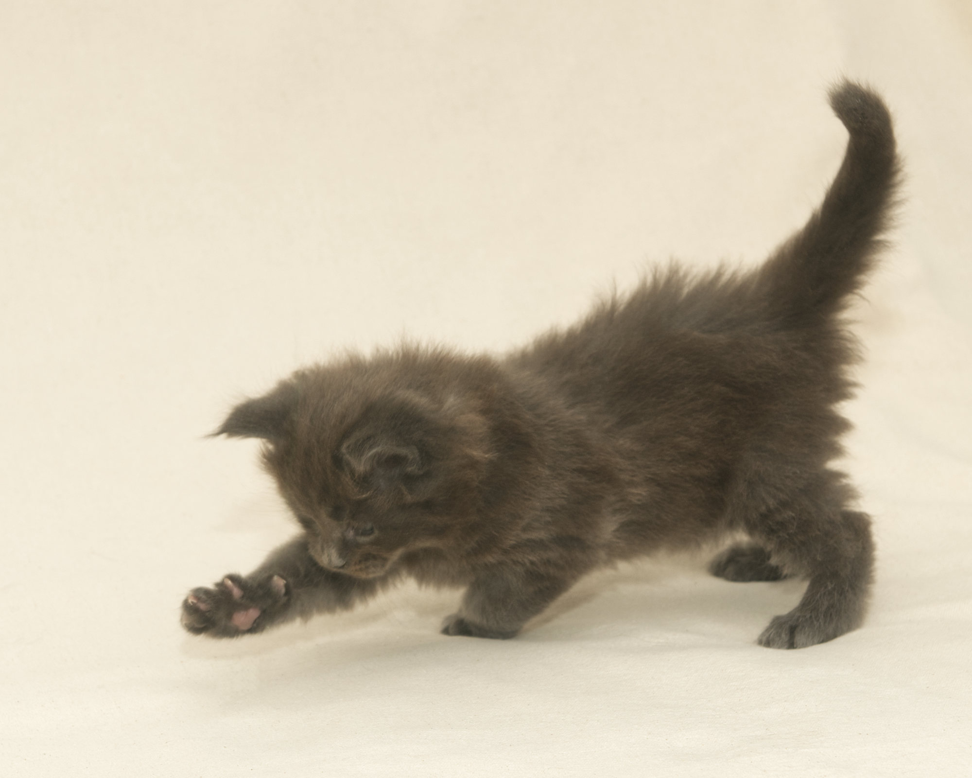 Blue Maine Coon Kitten Linden - Side Profile