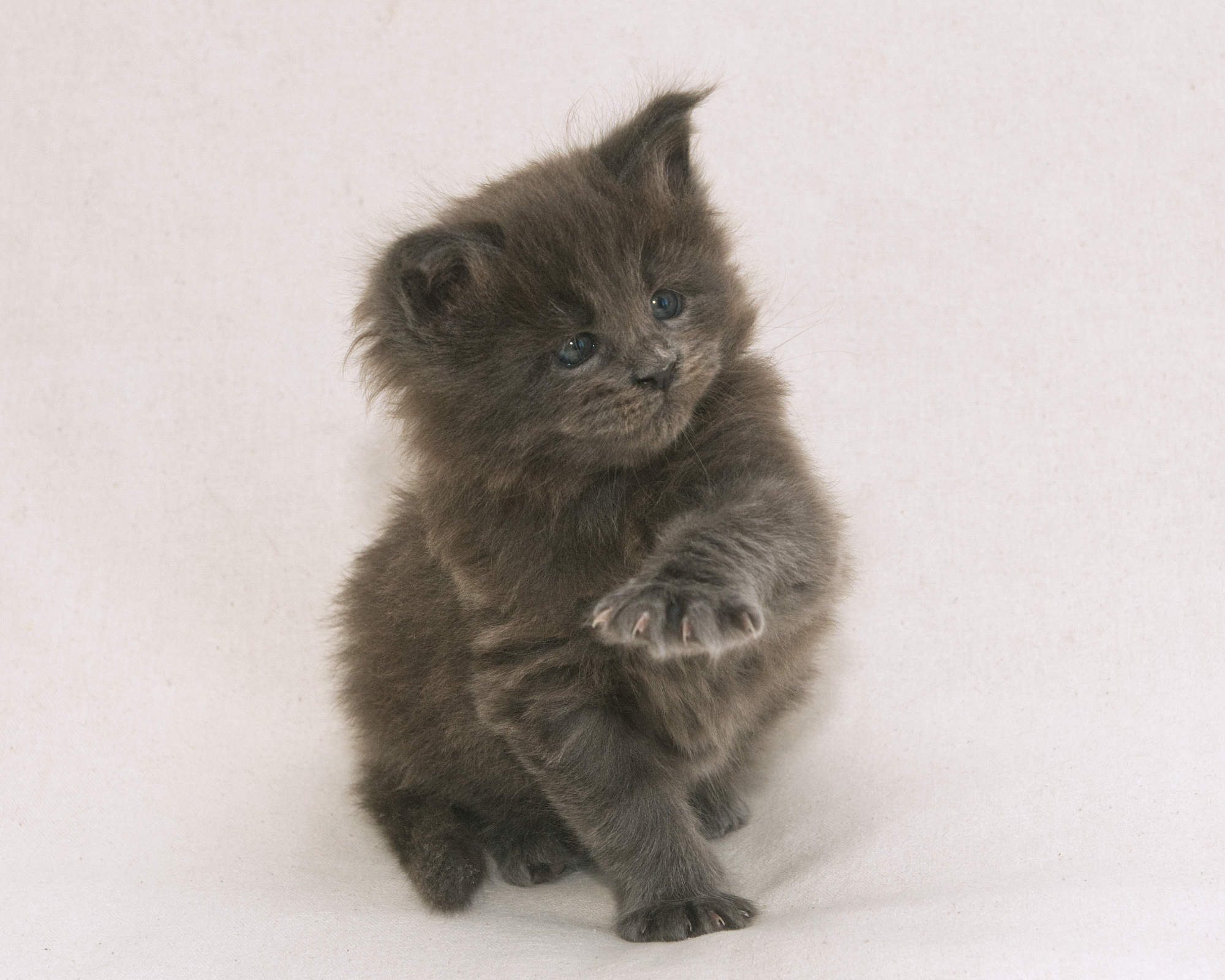 Blue Maine Coon Kitten Linden - Side Profile