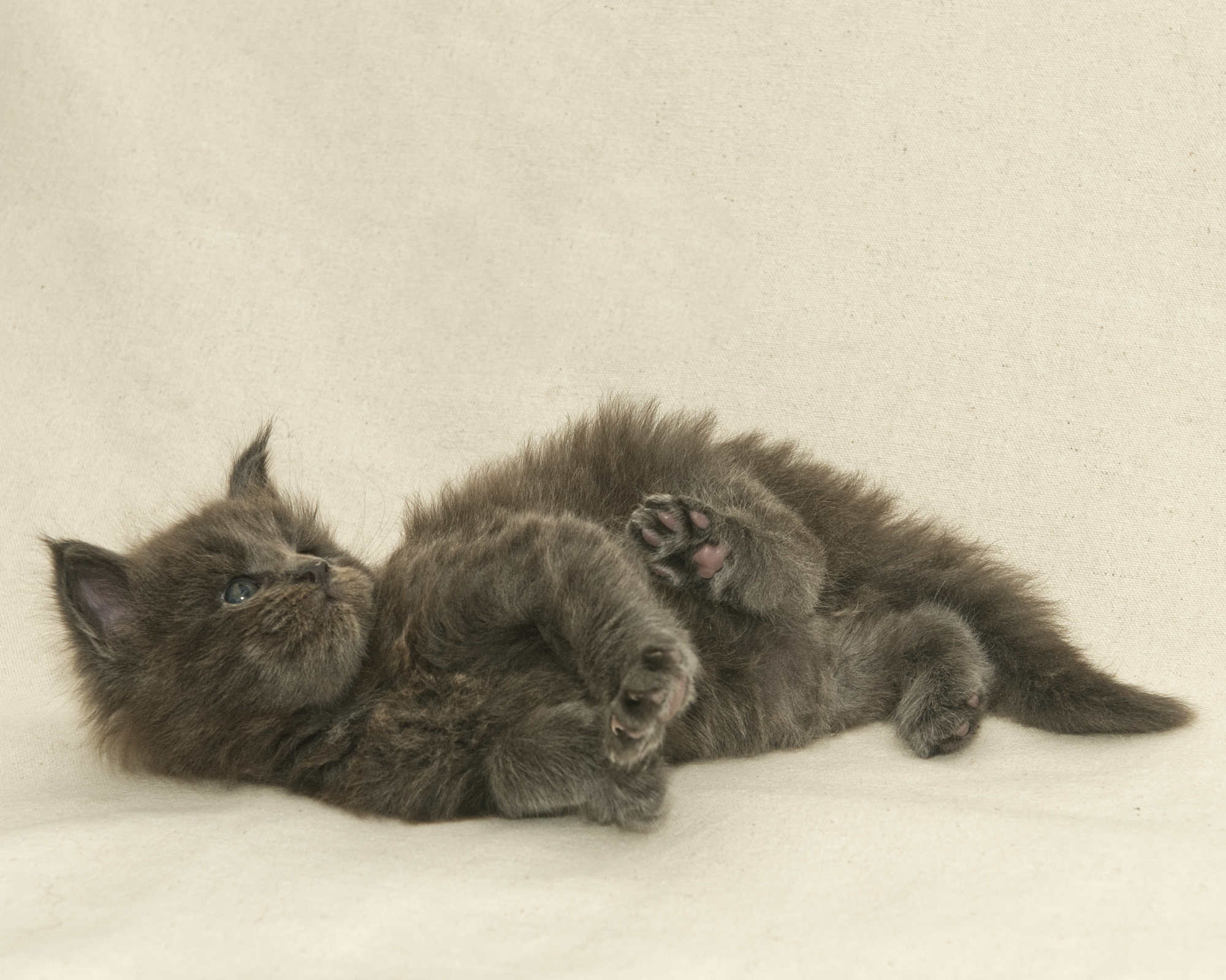 Blue Maine Coon Kitten Linden - Side Profile