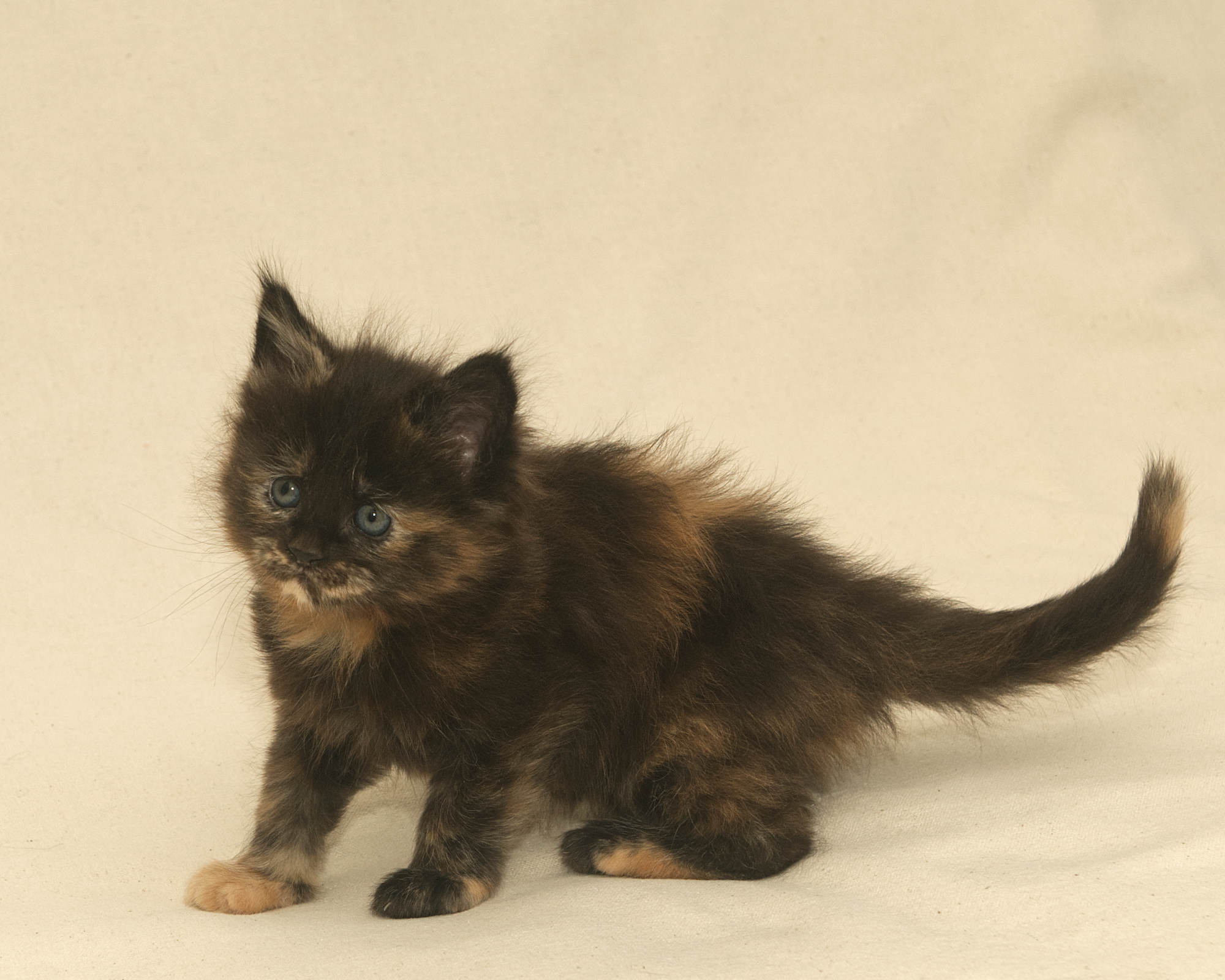 Black/Red Tortoiseshell Maine Coon of DLuxxy